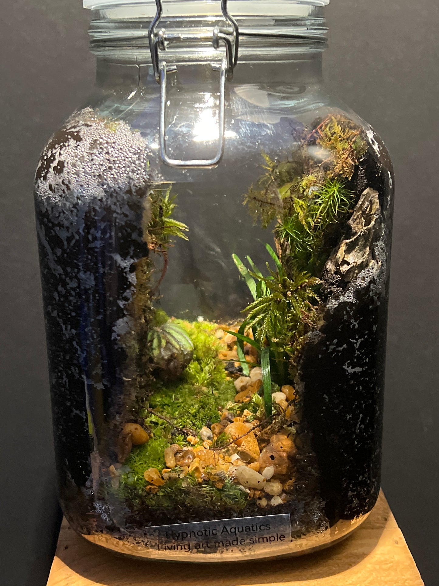 Terrarium #109