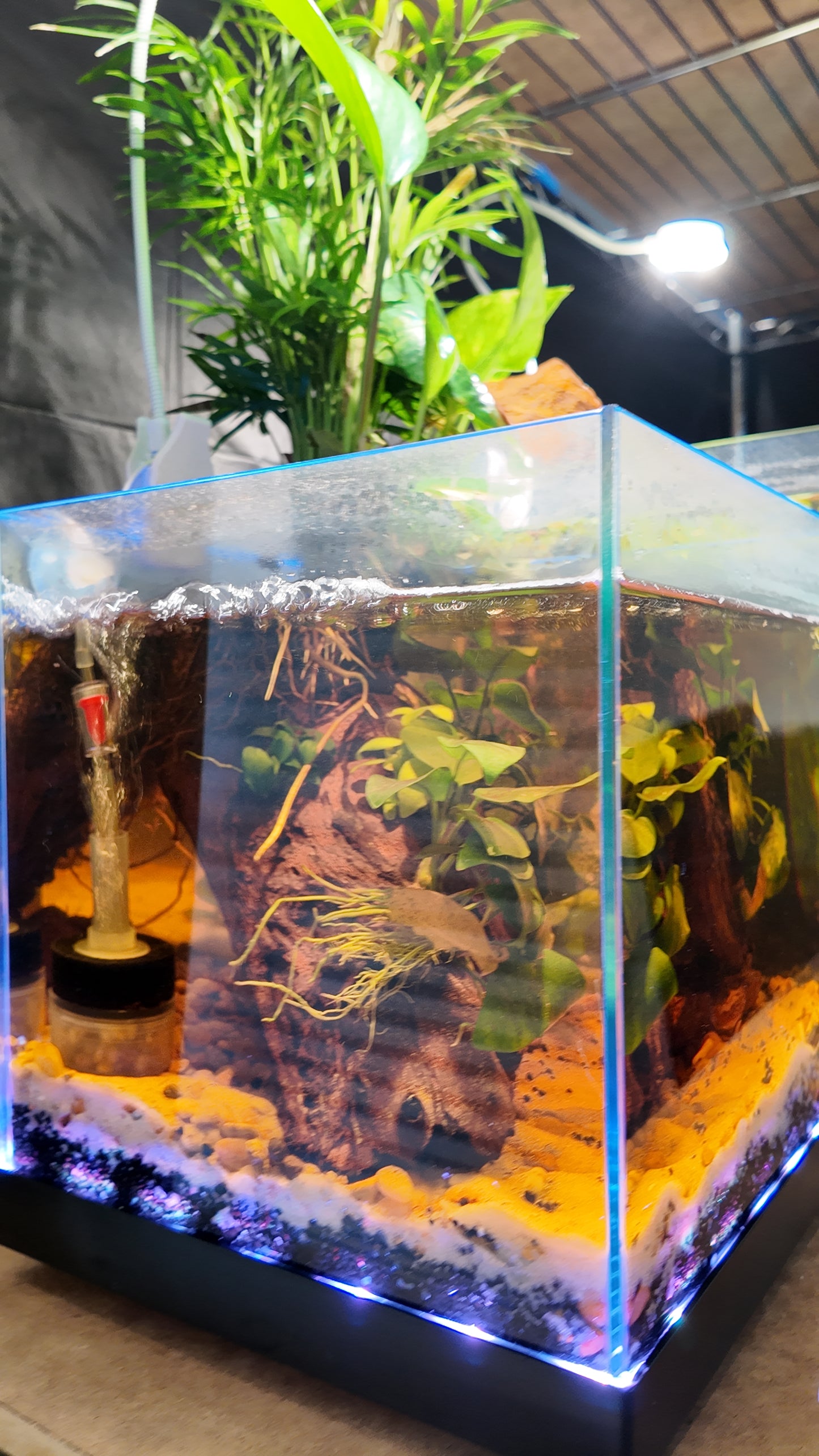 Nano Aquarium: Roots