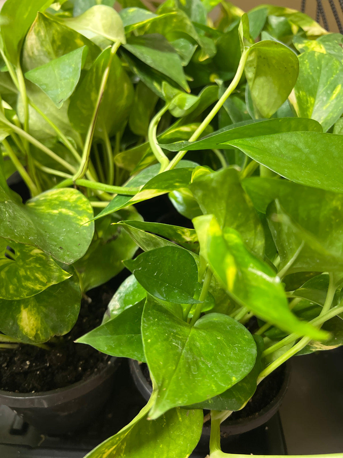 Live Plants: 4” Hawaiian Pothos