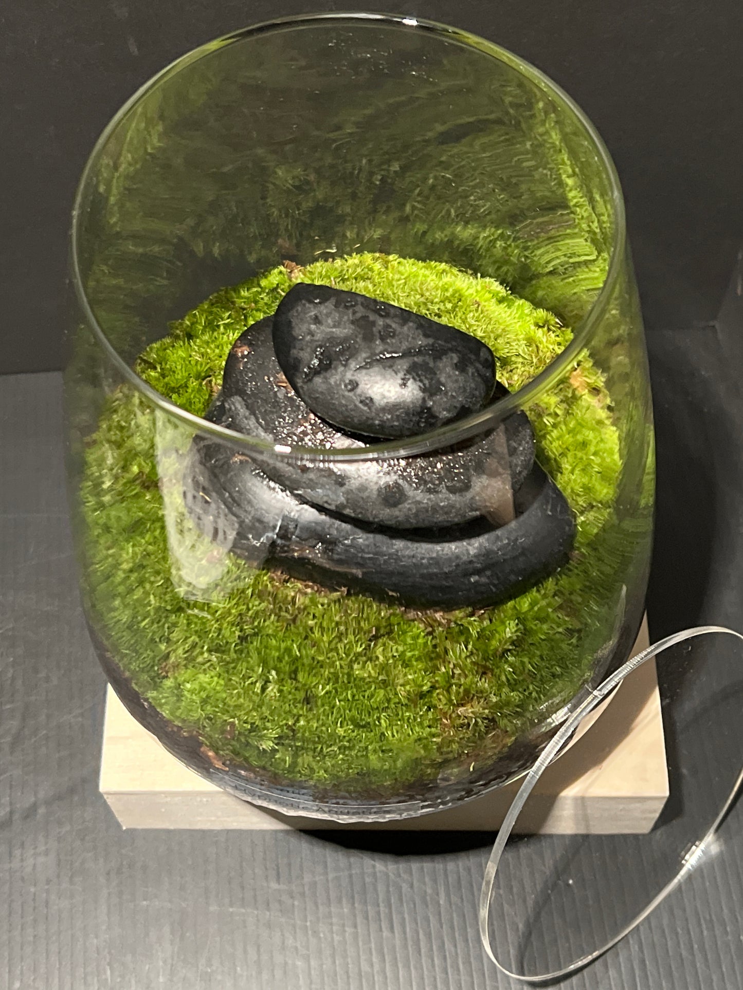 Terrarium 236