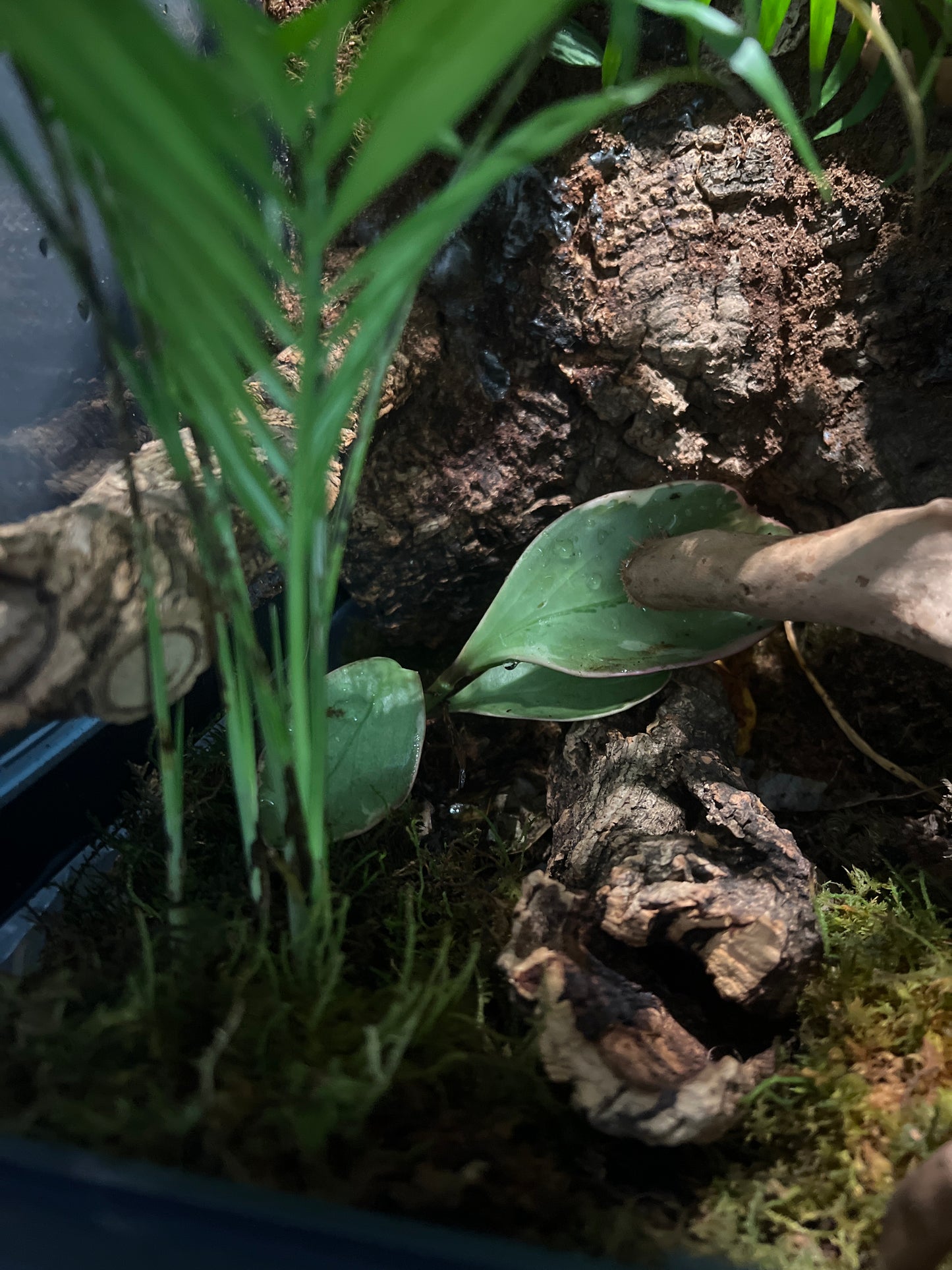 Terrarium 359 Habitat