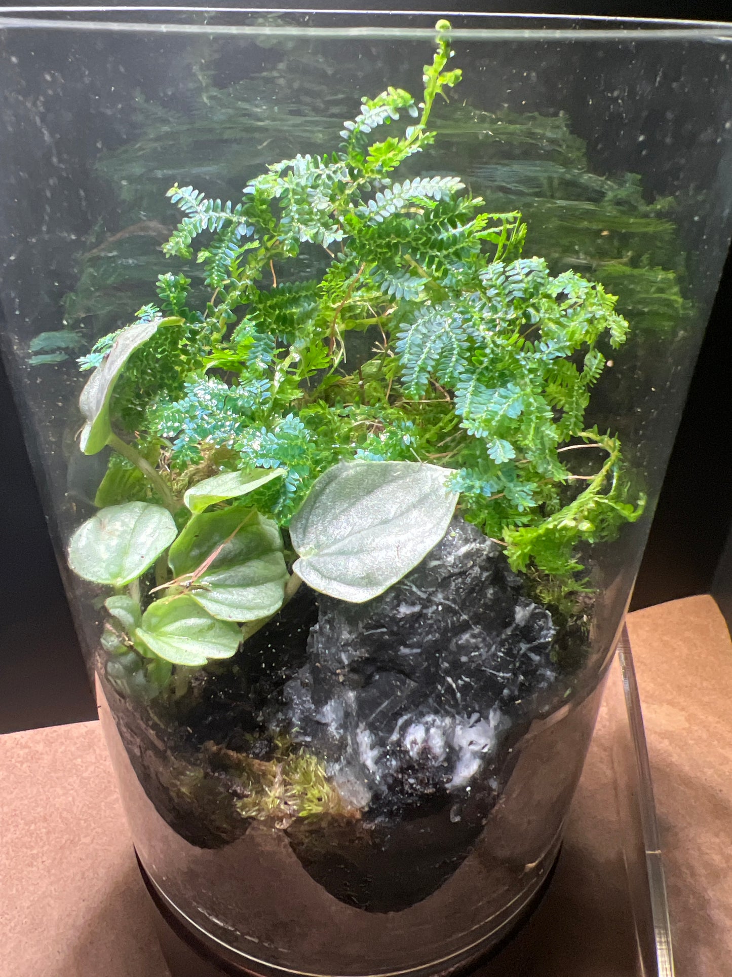 Terrarium 231