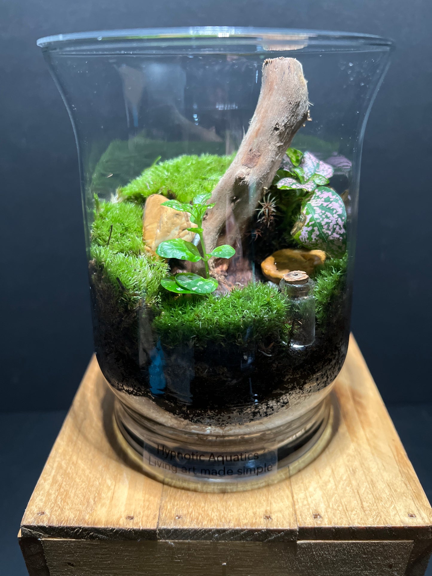 Terrarium #78