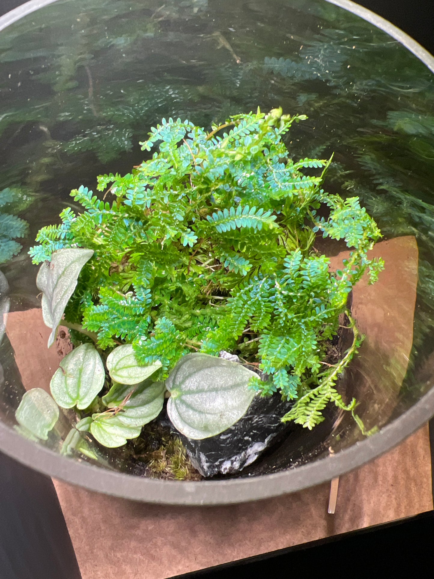 Terrarium 231