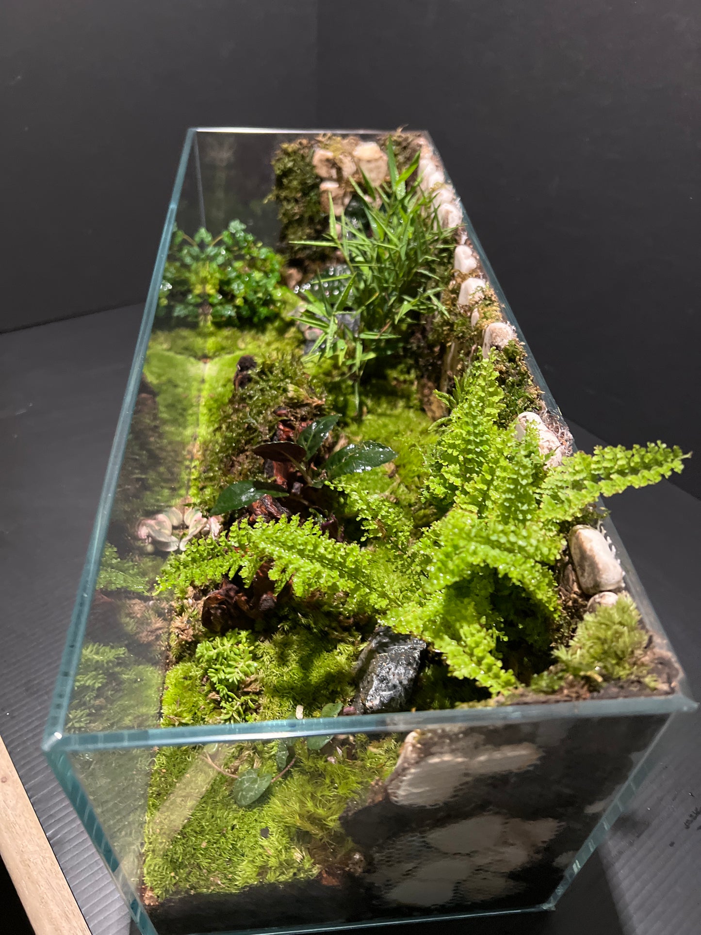 Terrarium #12