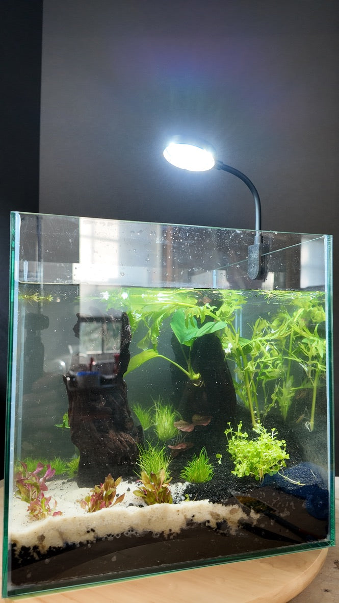 Nano Aquarium: The Lounge