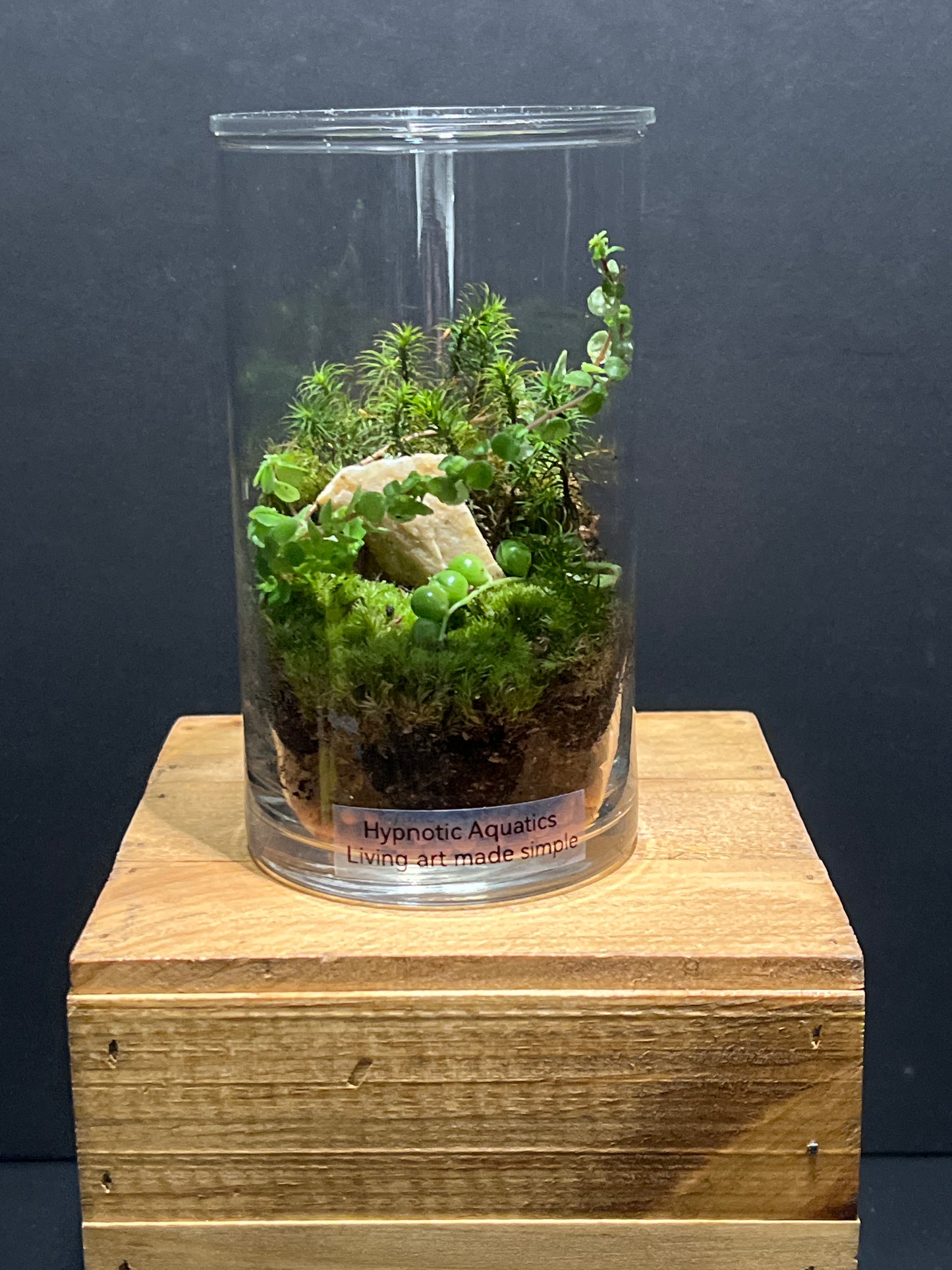 Terrarium #132