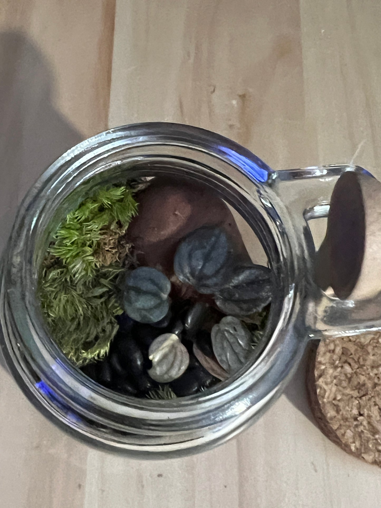 Terrarium 829