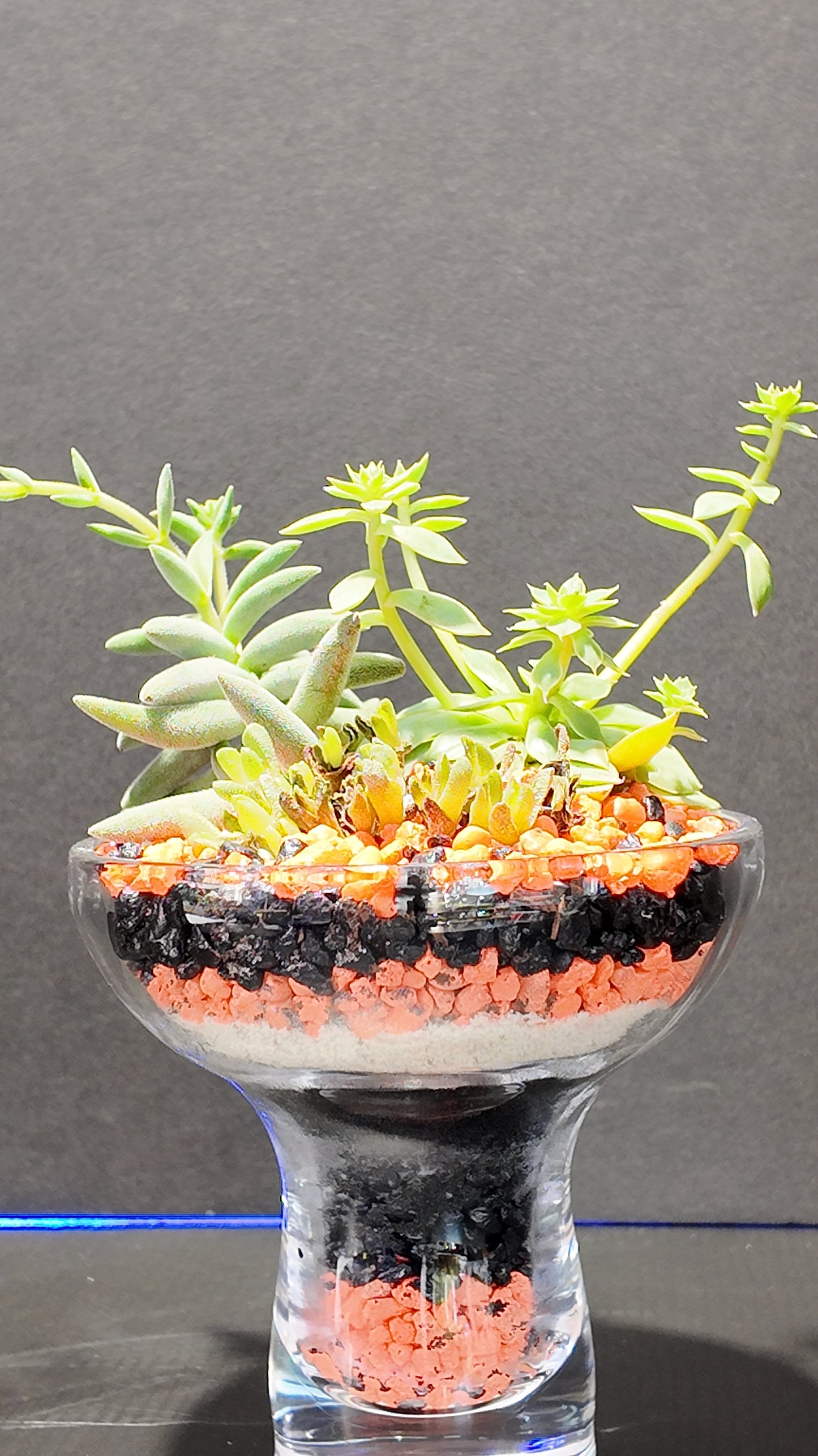 Terrarium #27