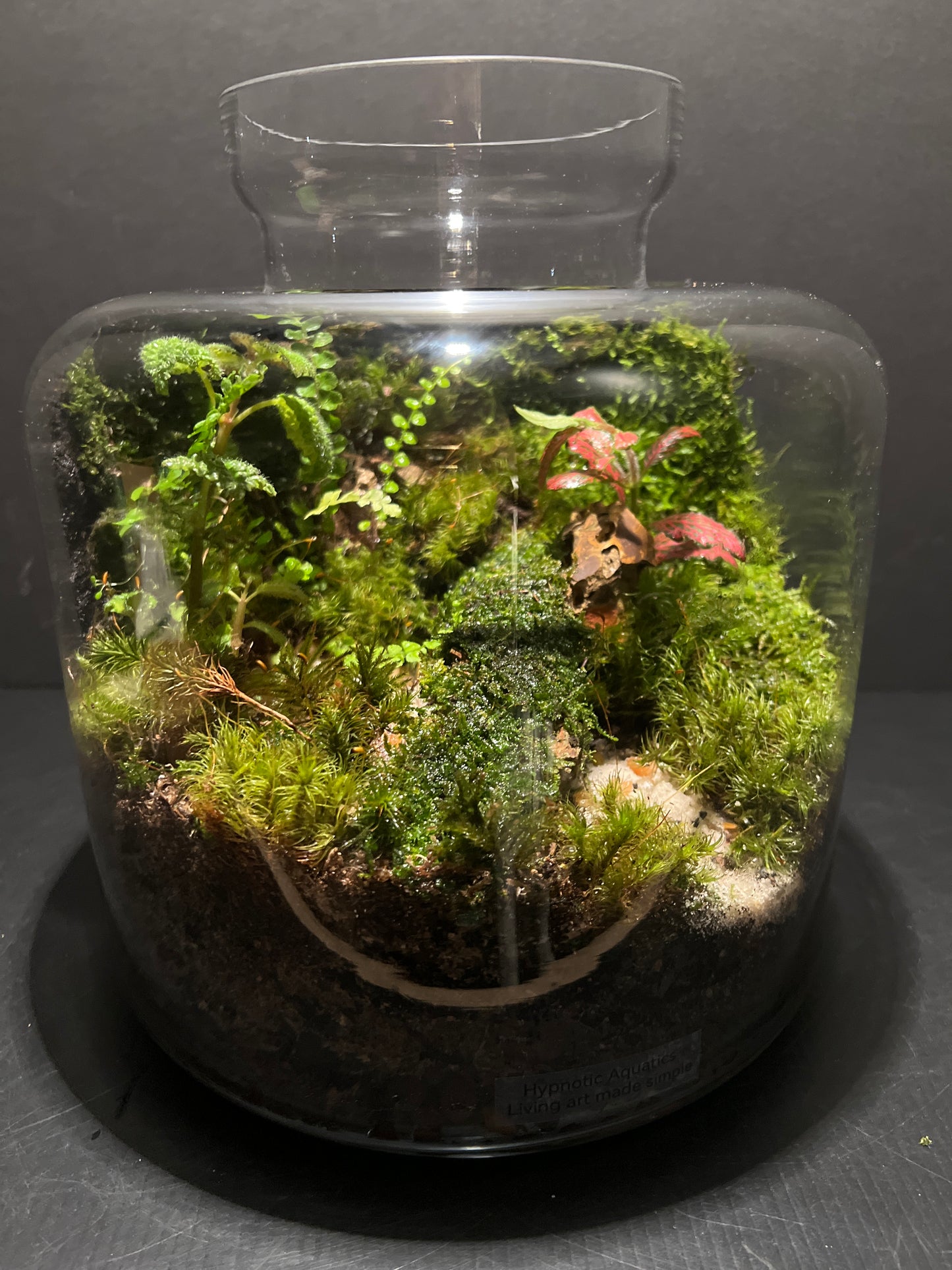 Terrarium #23