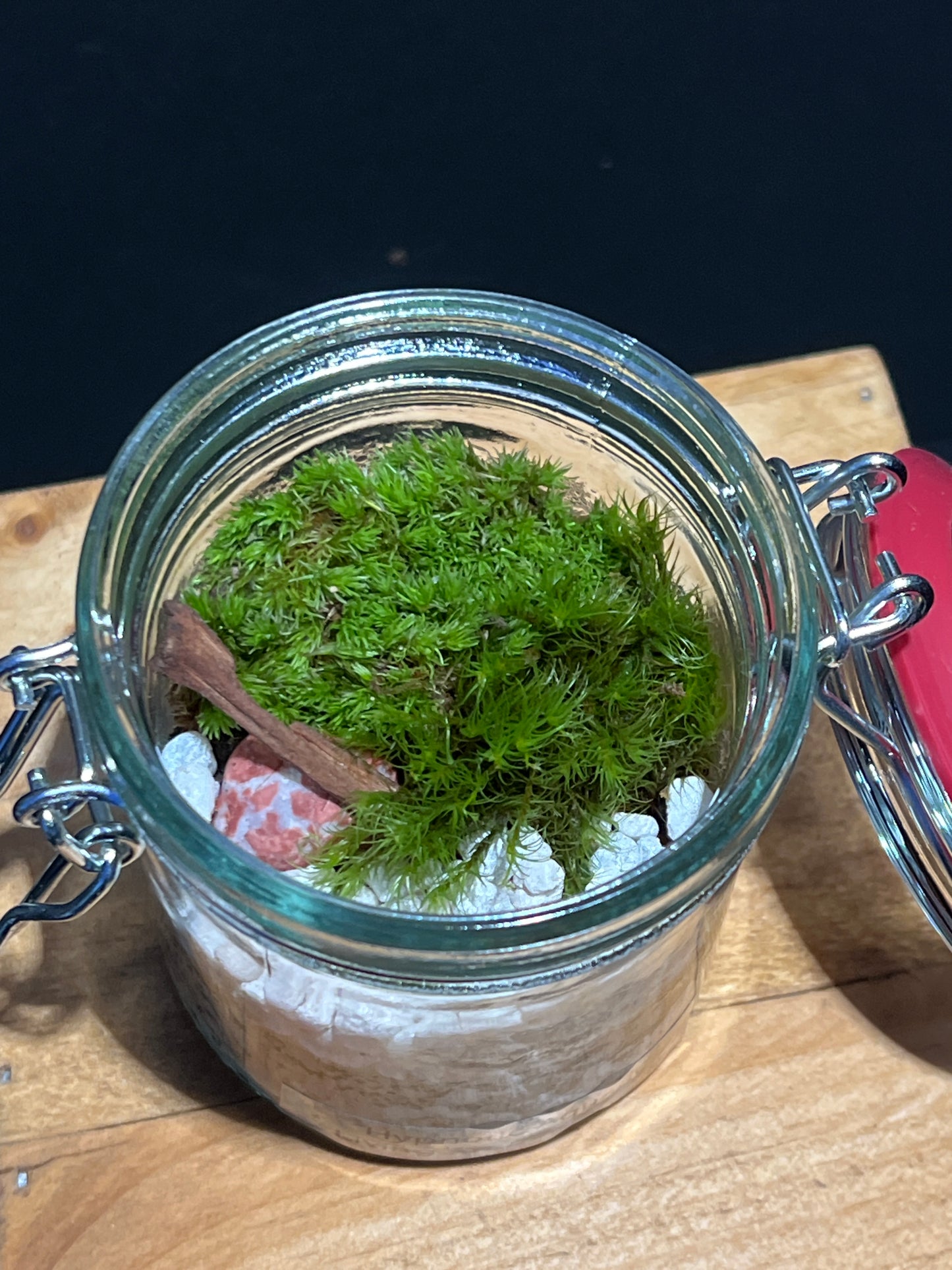 Terrarium #148