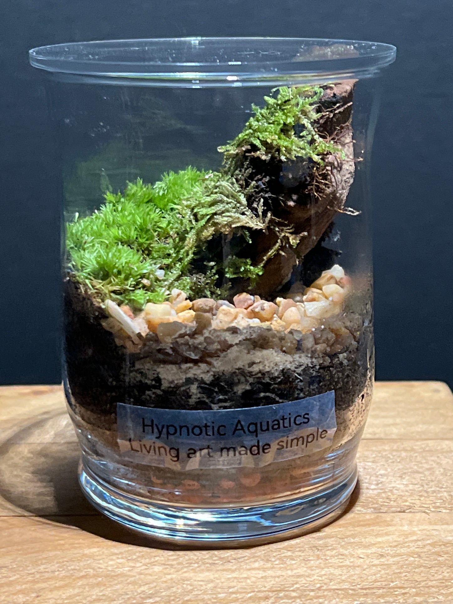 Terrarium 184