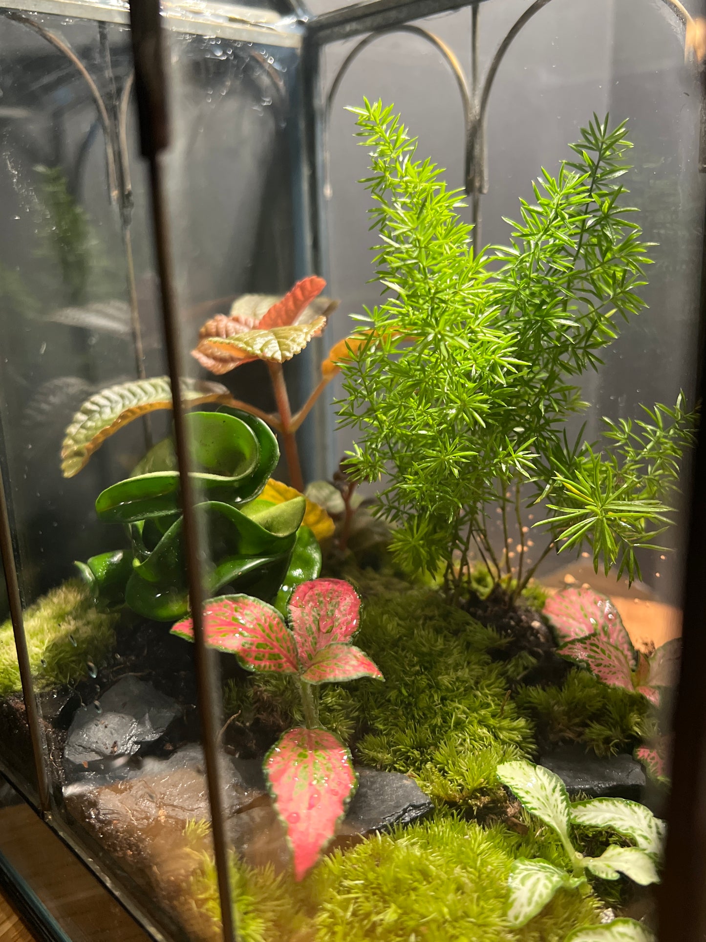 Terrarium 539