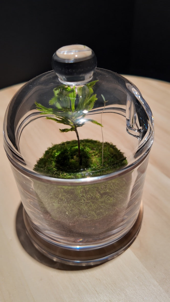 Terrarium #14