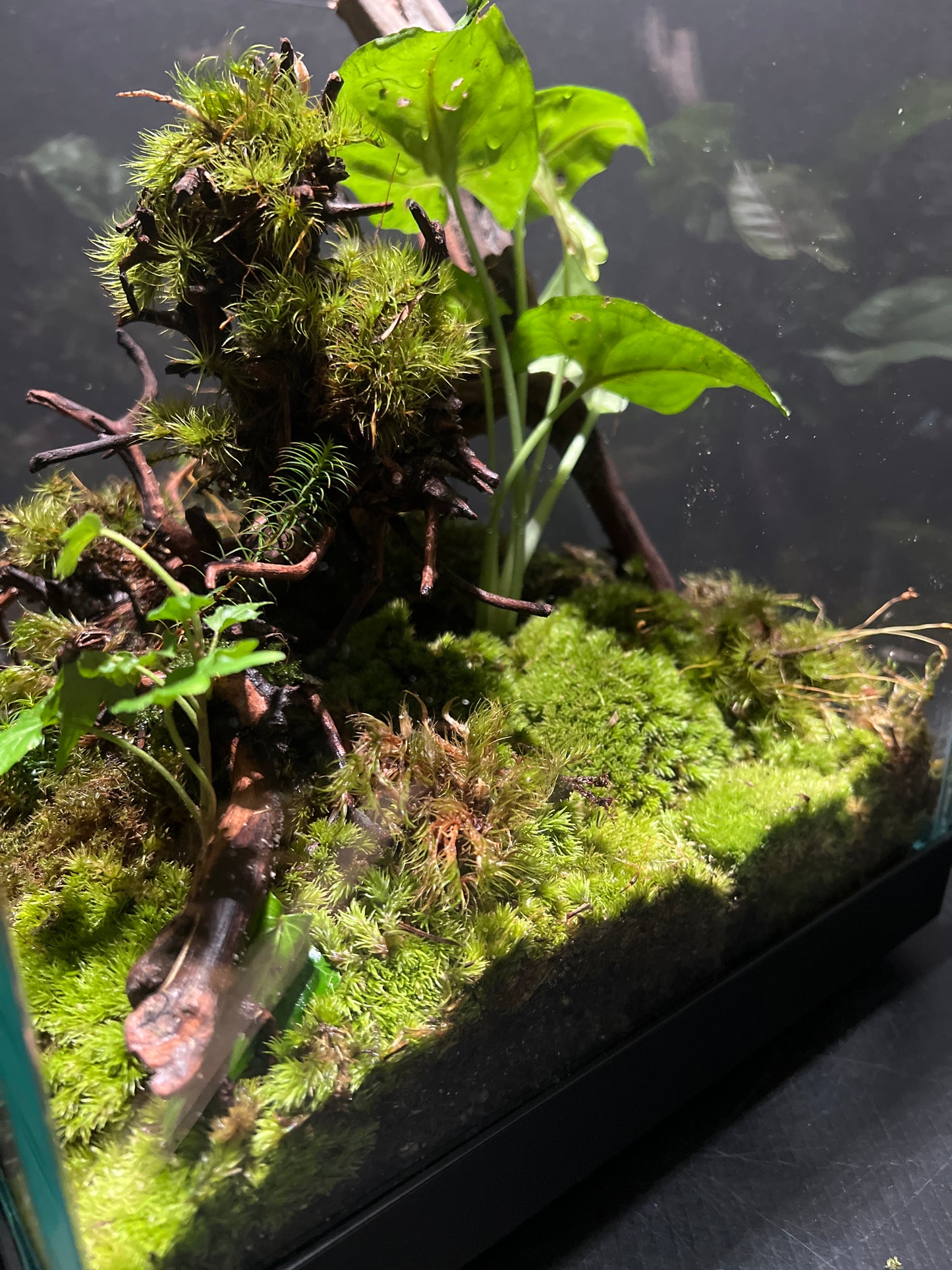 Terrarium #29