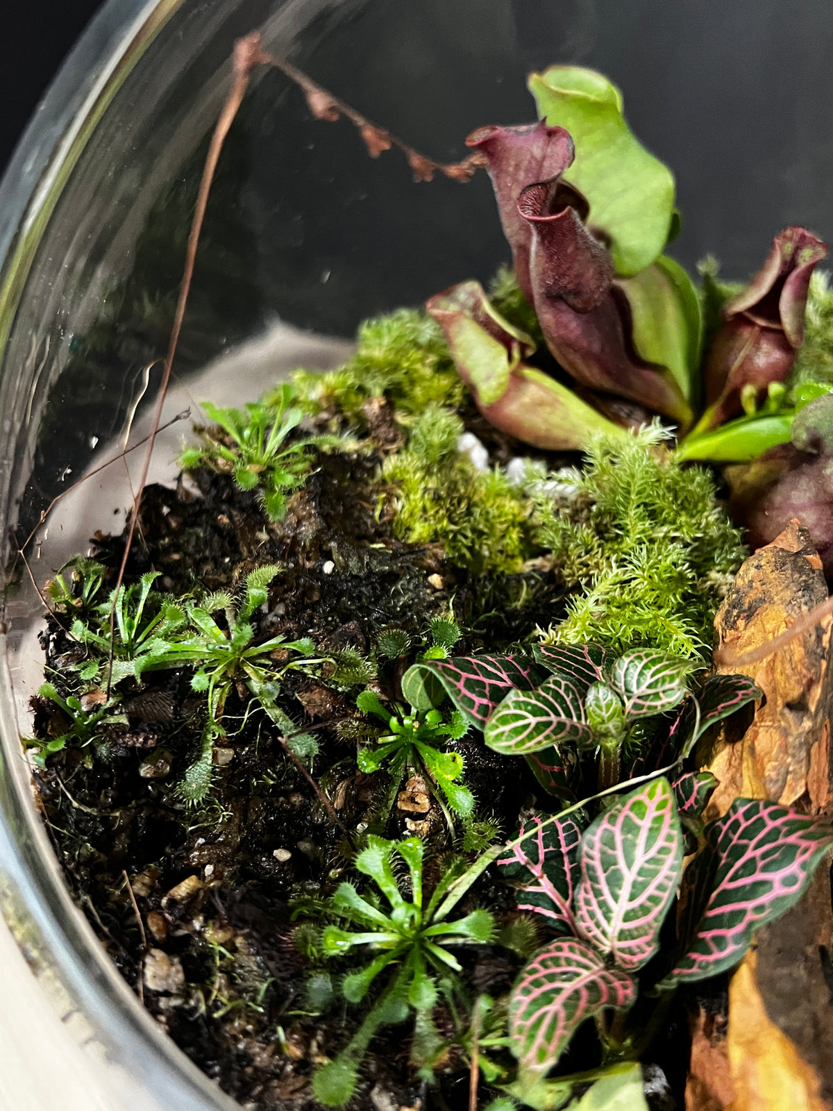 Terrarium 991