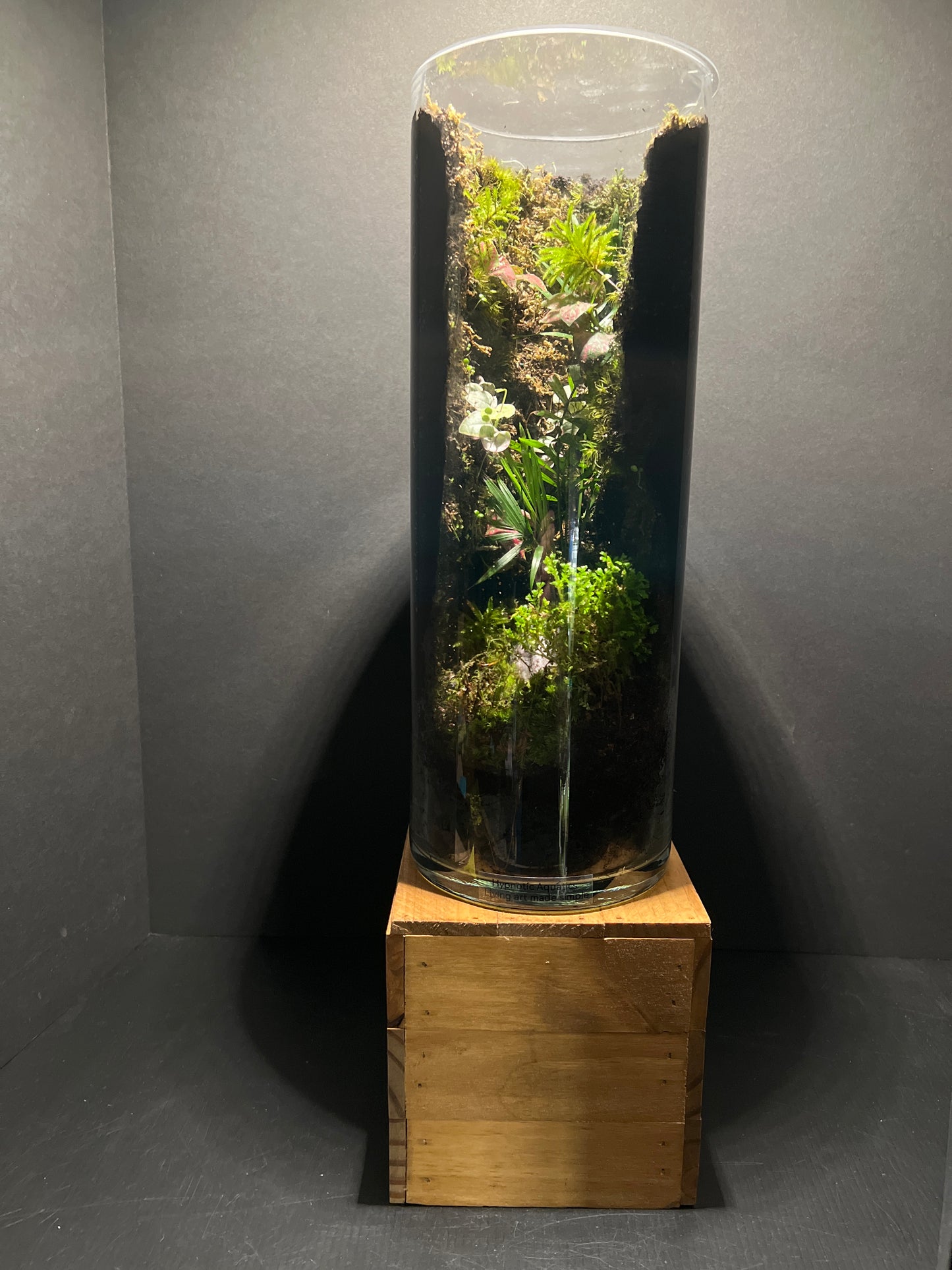 Terrarium #86