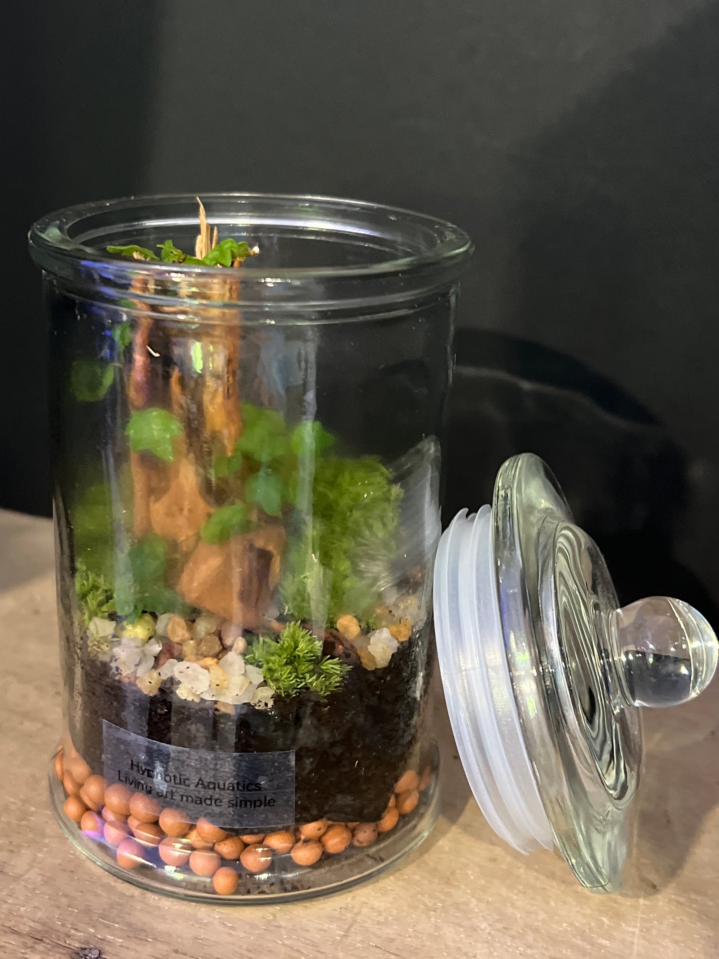 Terrarium 478