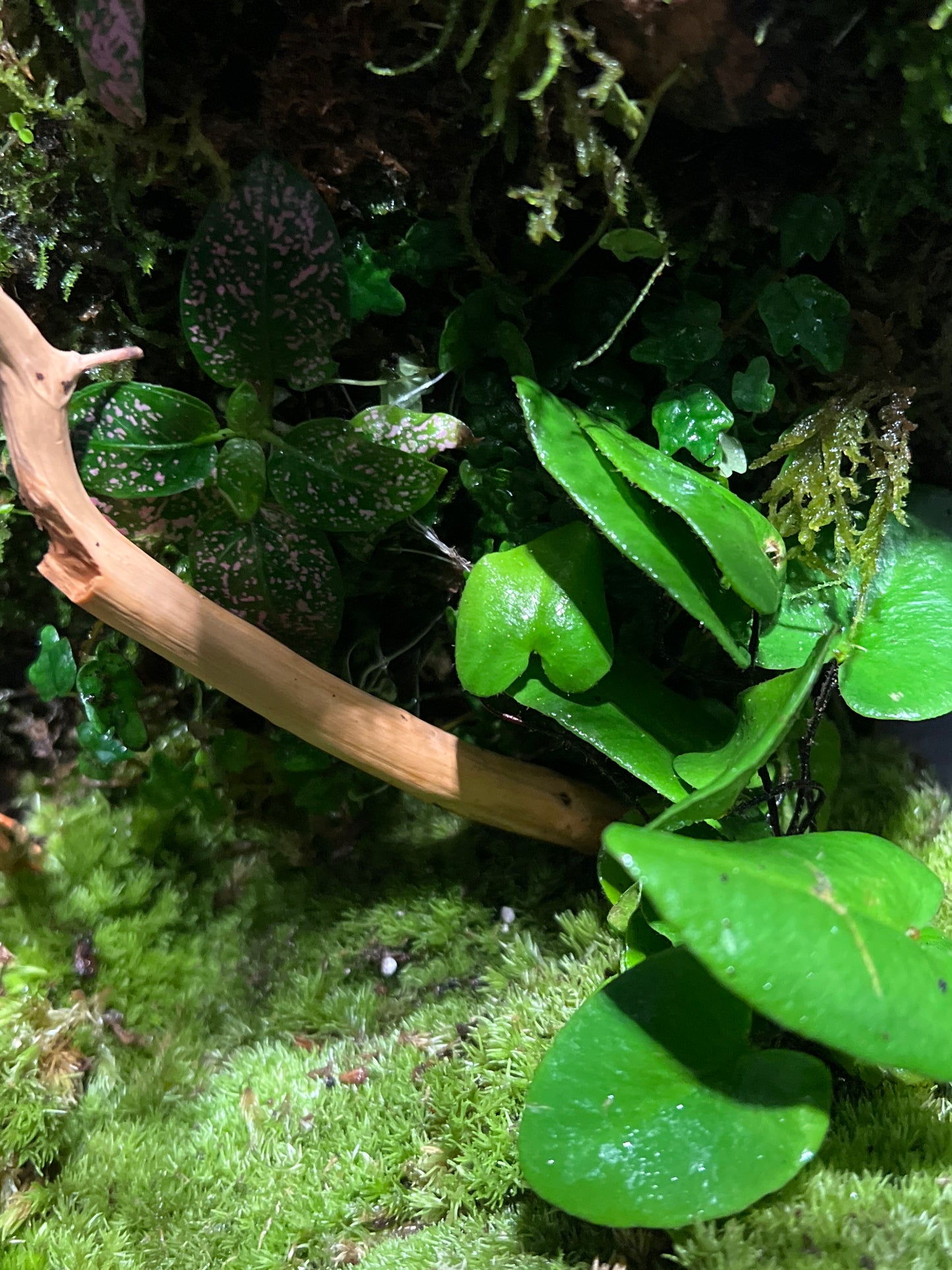 Terrarium 209 Habitat