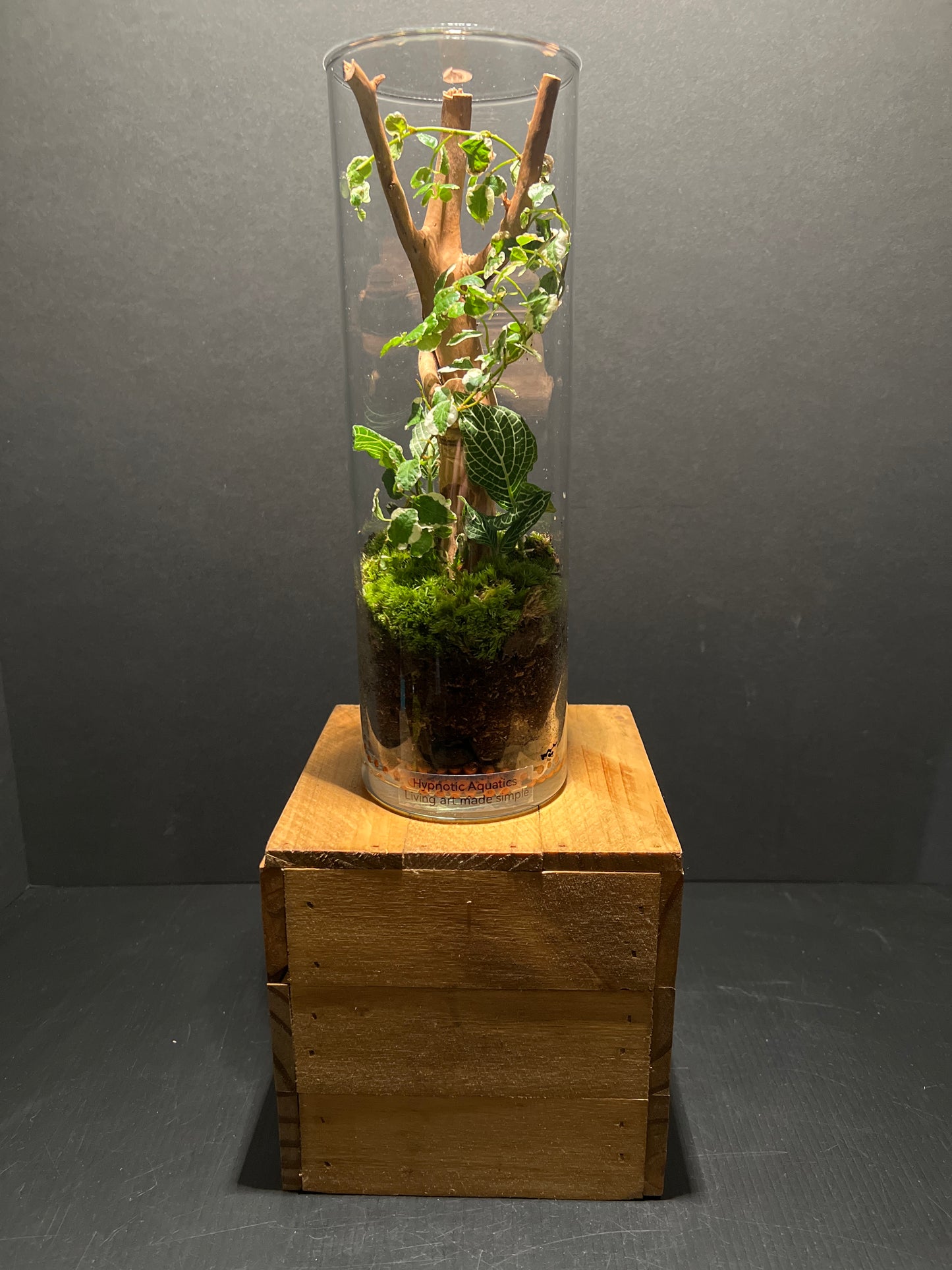 Terrarium #81