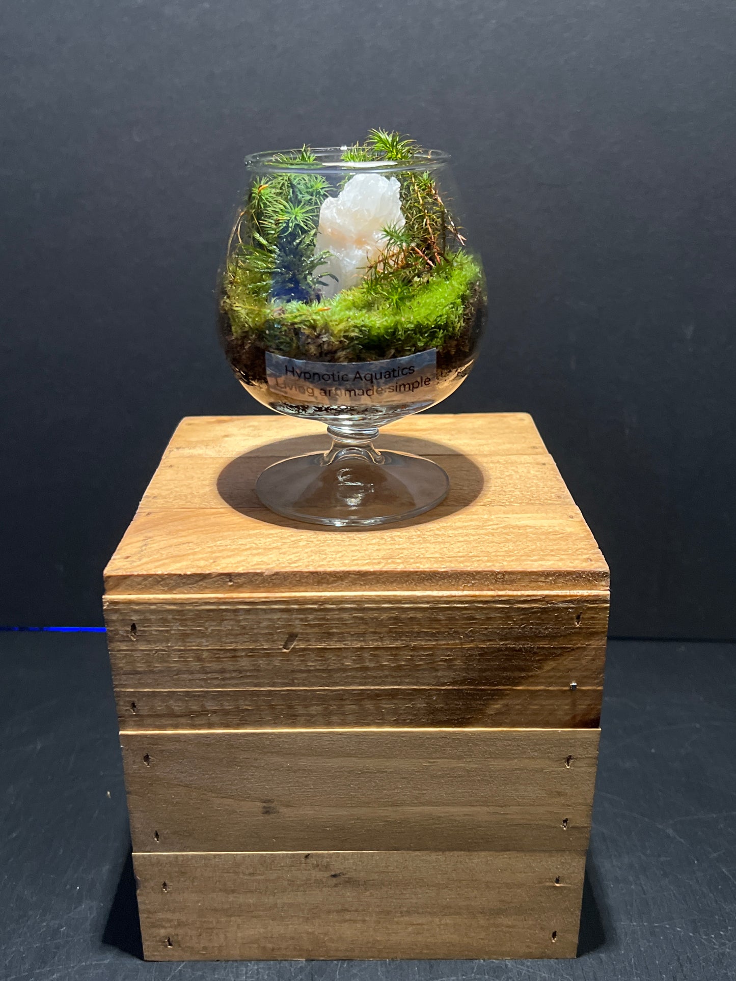Terrarium #107