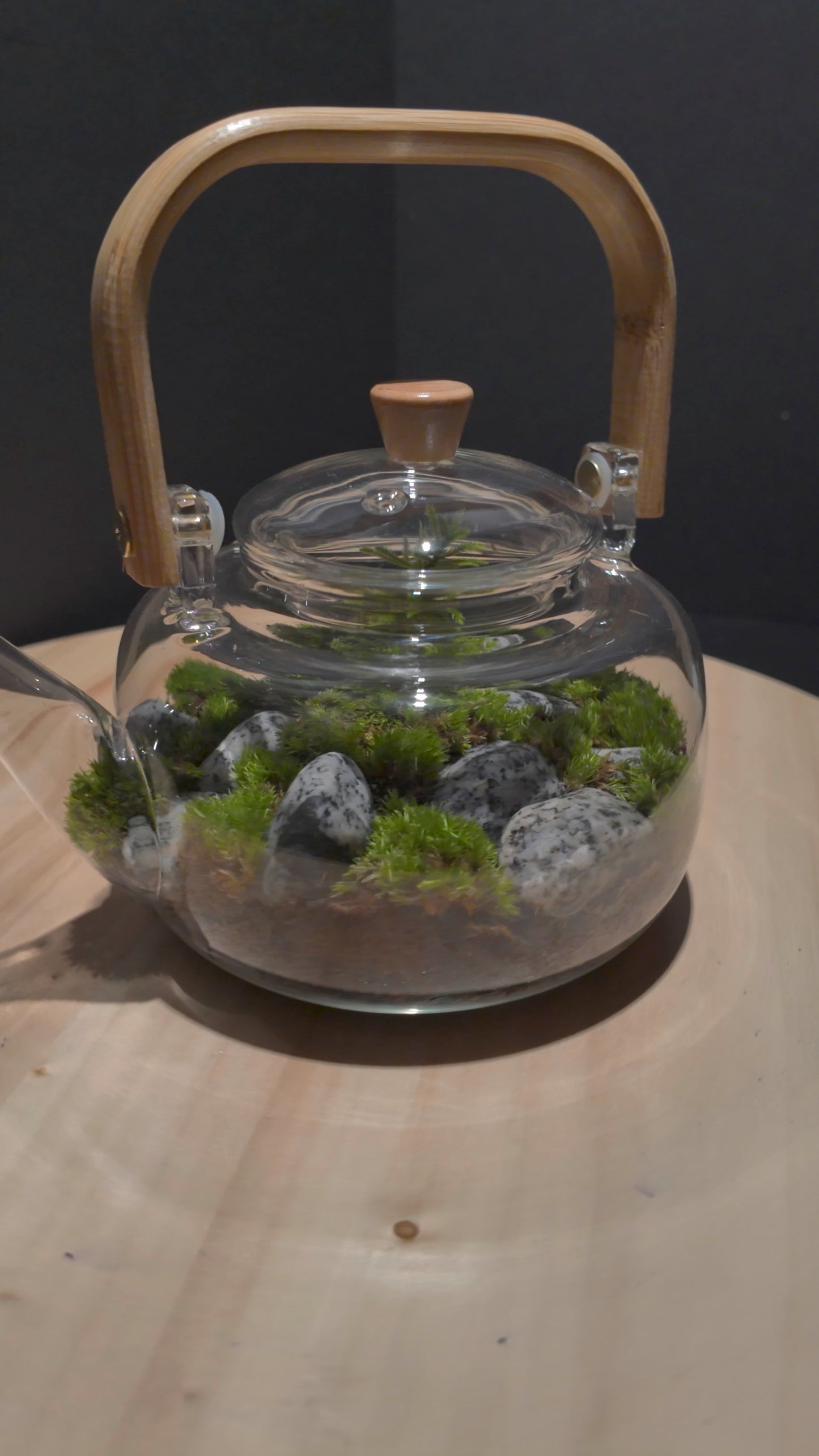 Terrarium #8