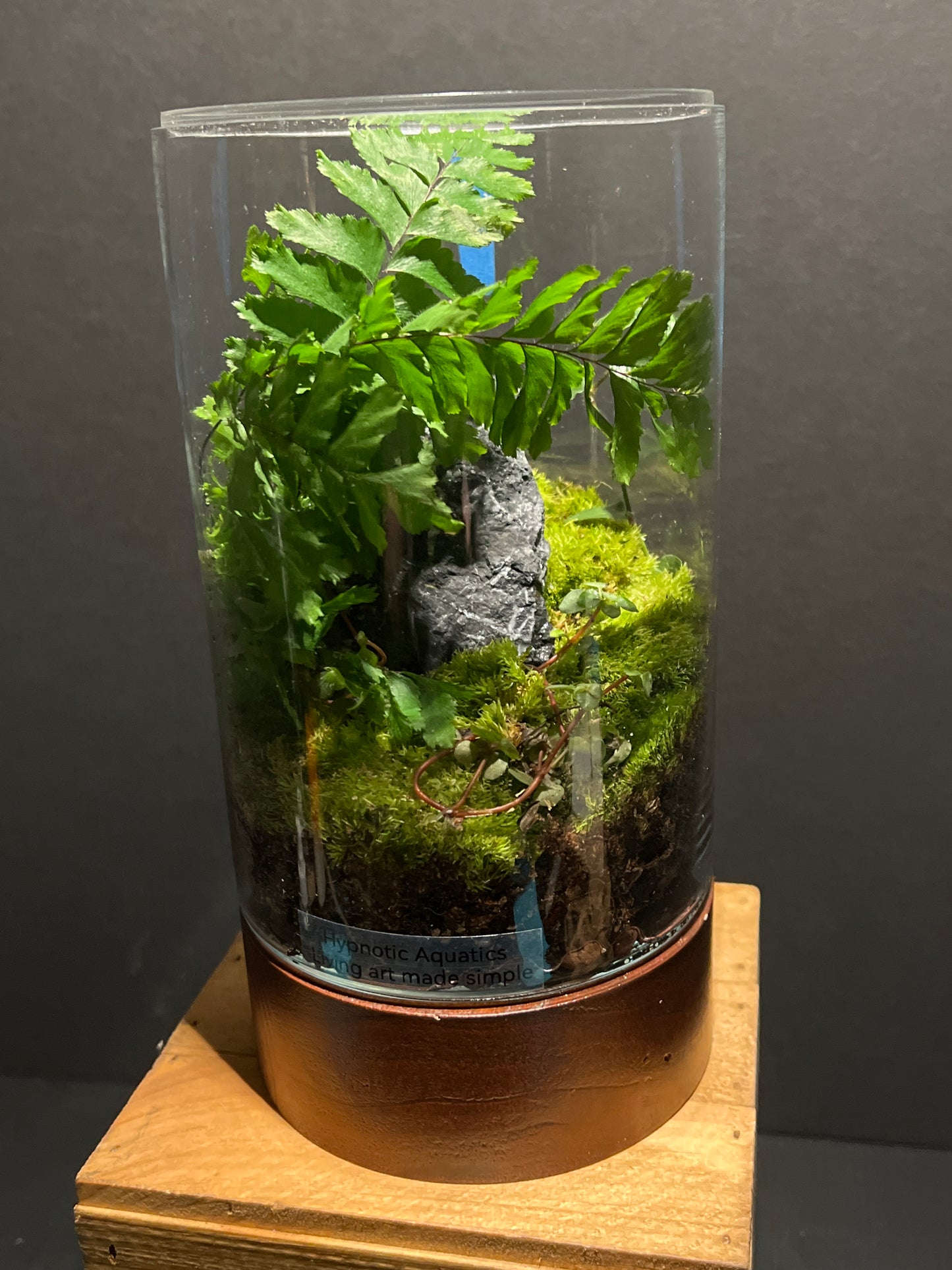 Terrarium 183