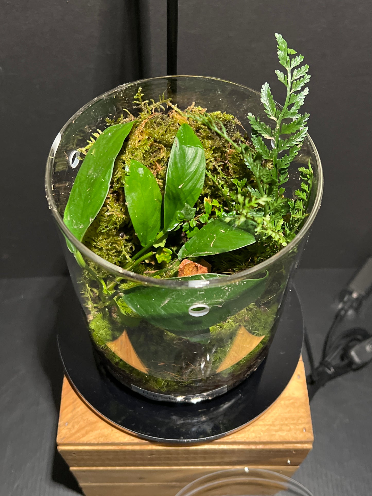 Terrarium 188