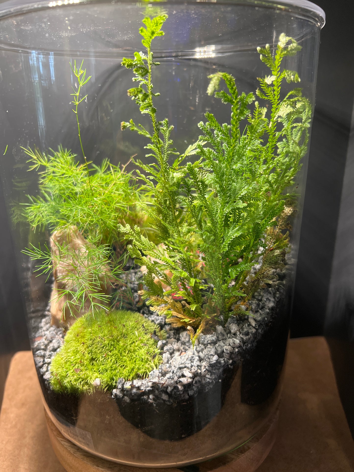 Terrarium 483