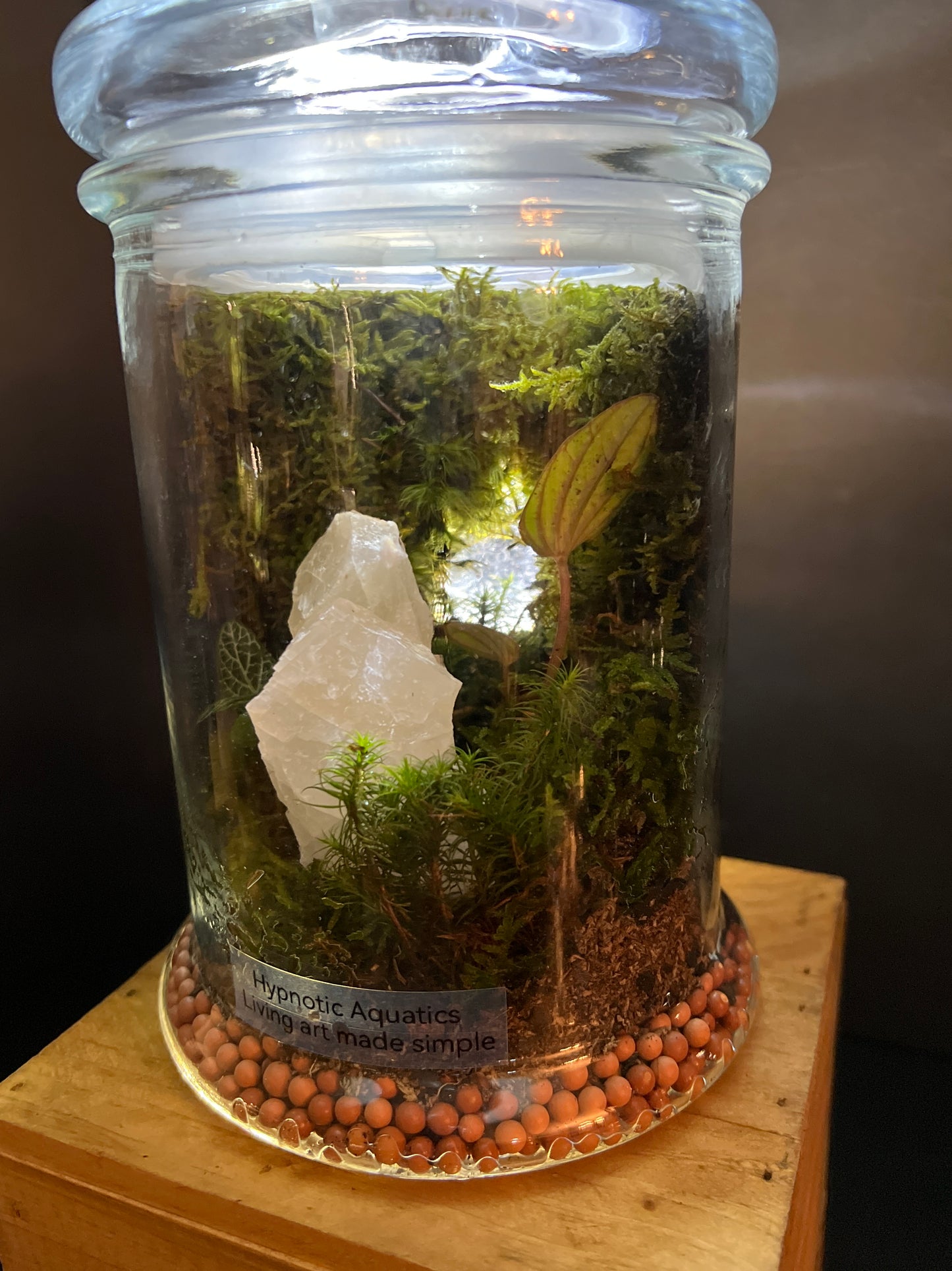 Terrarium #164
