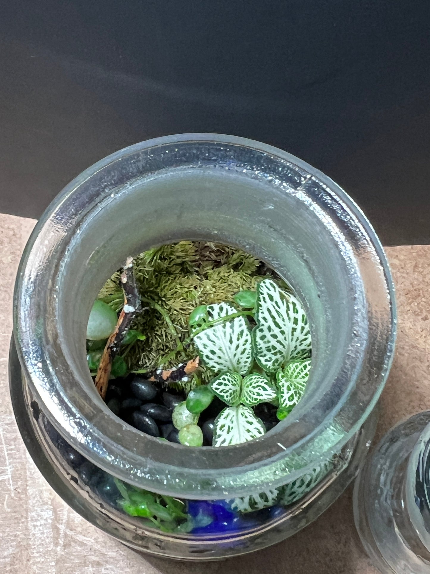 Terrarium 827