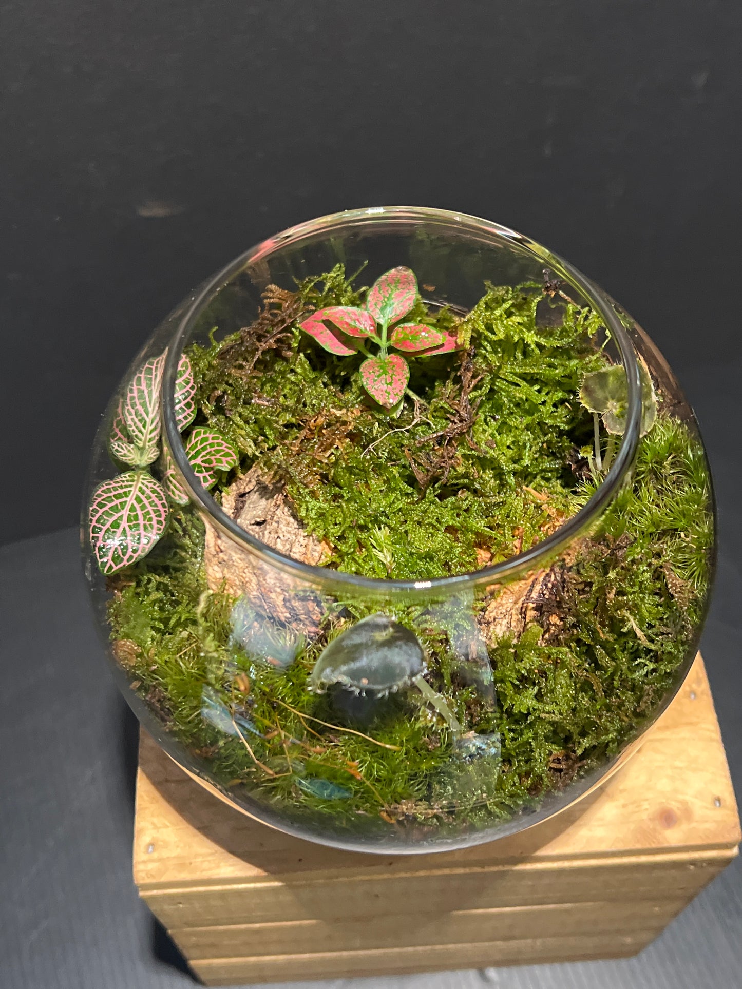 Terrarium 195
