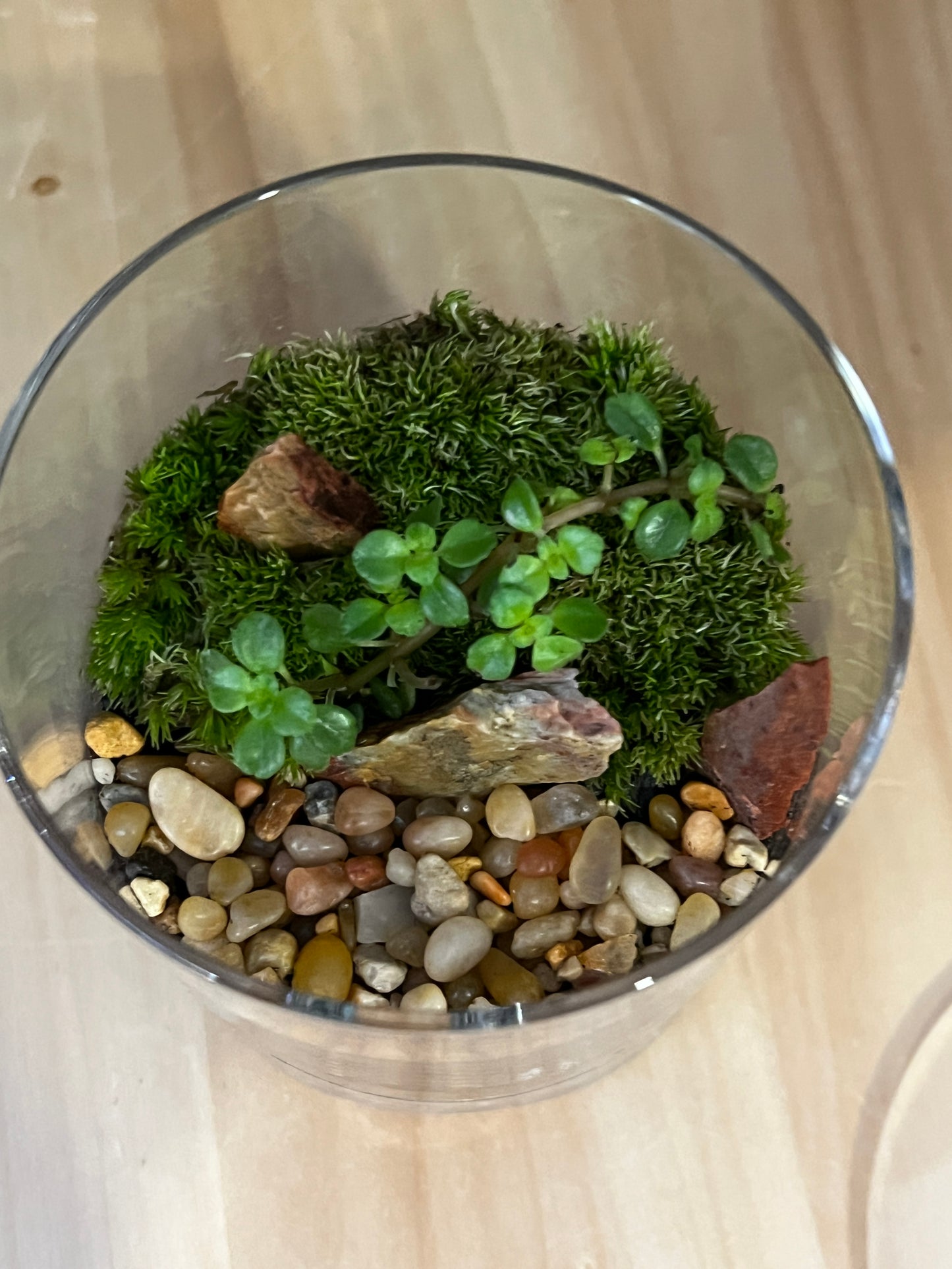 Terrarium 880