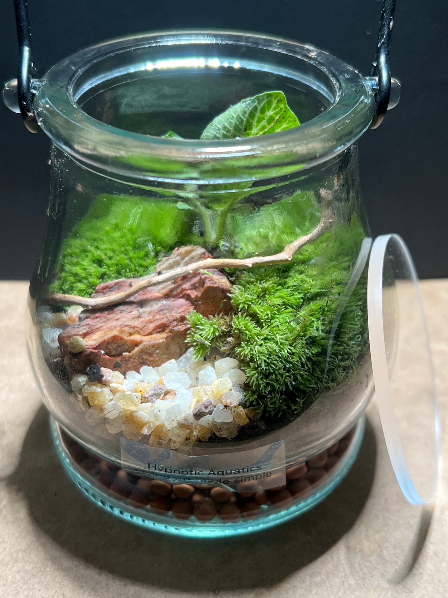 Terrarium 412