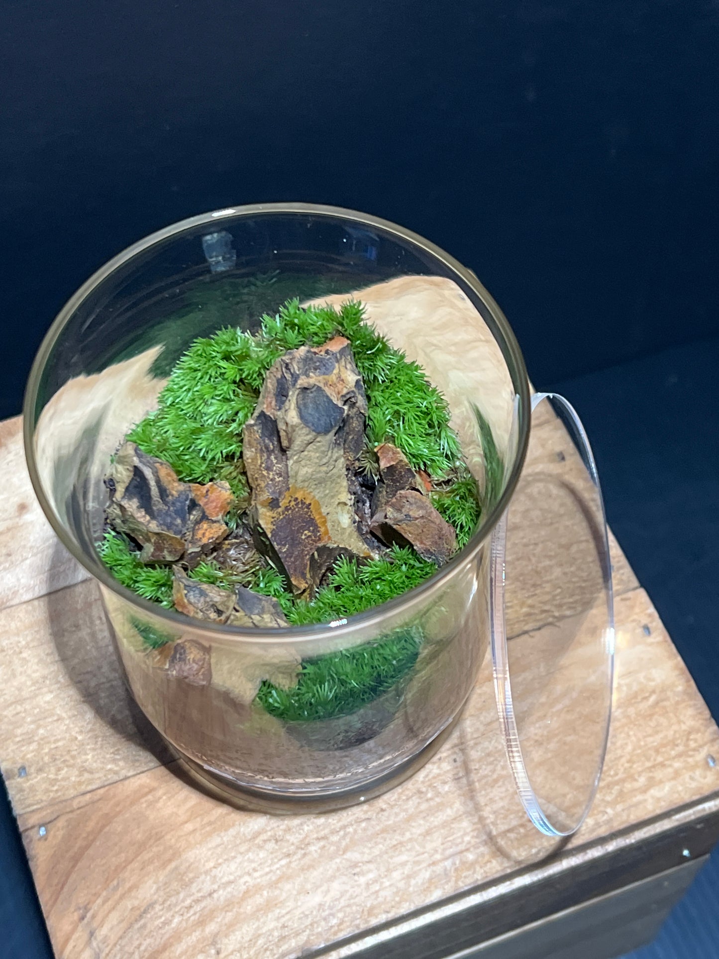 Terrarium #115