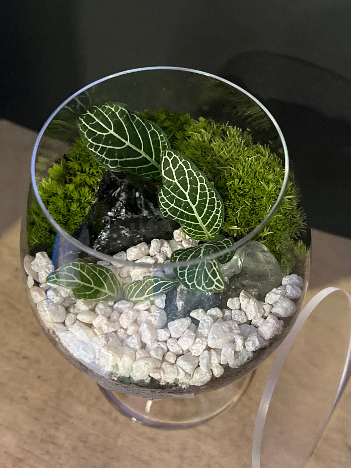 Terrarium 480