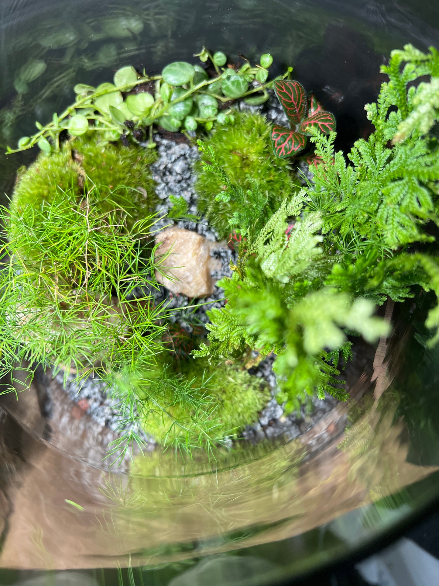 Terrarium 483