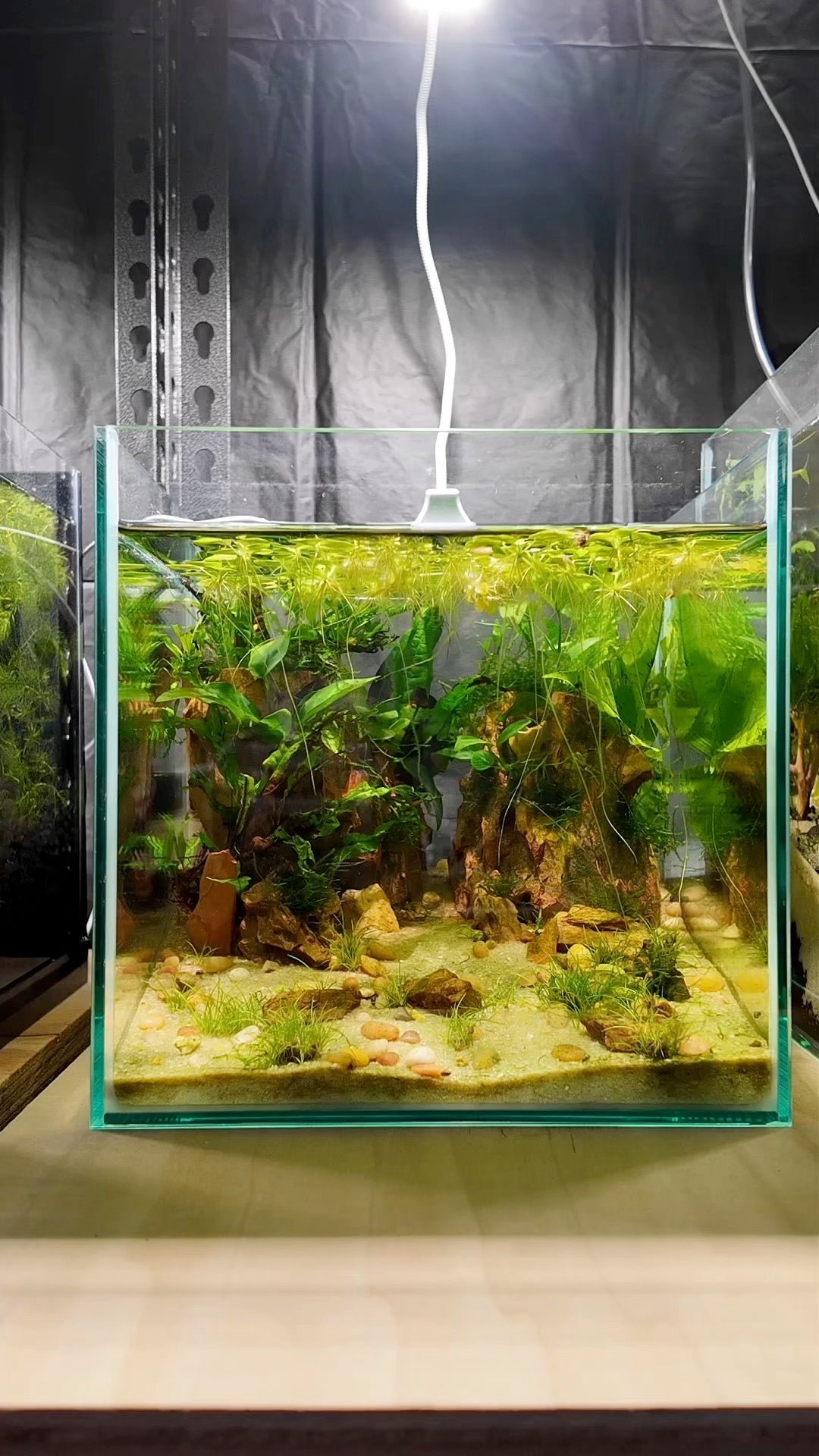 Nano Aquarium: Twin Peaks