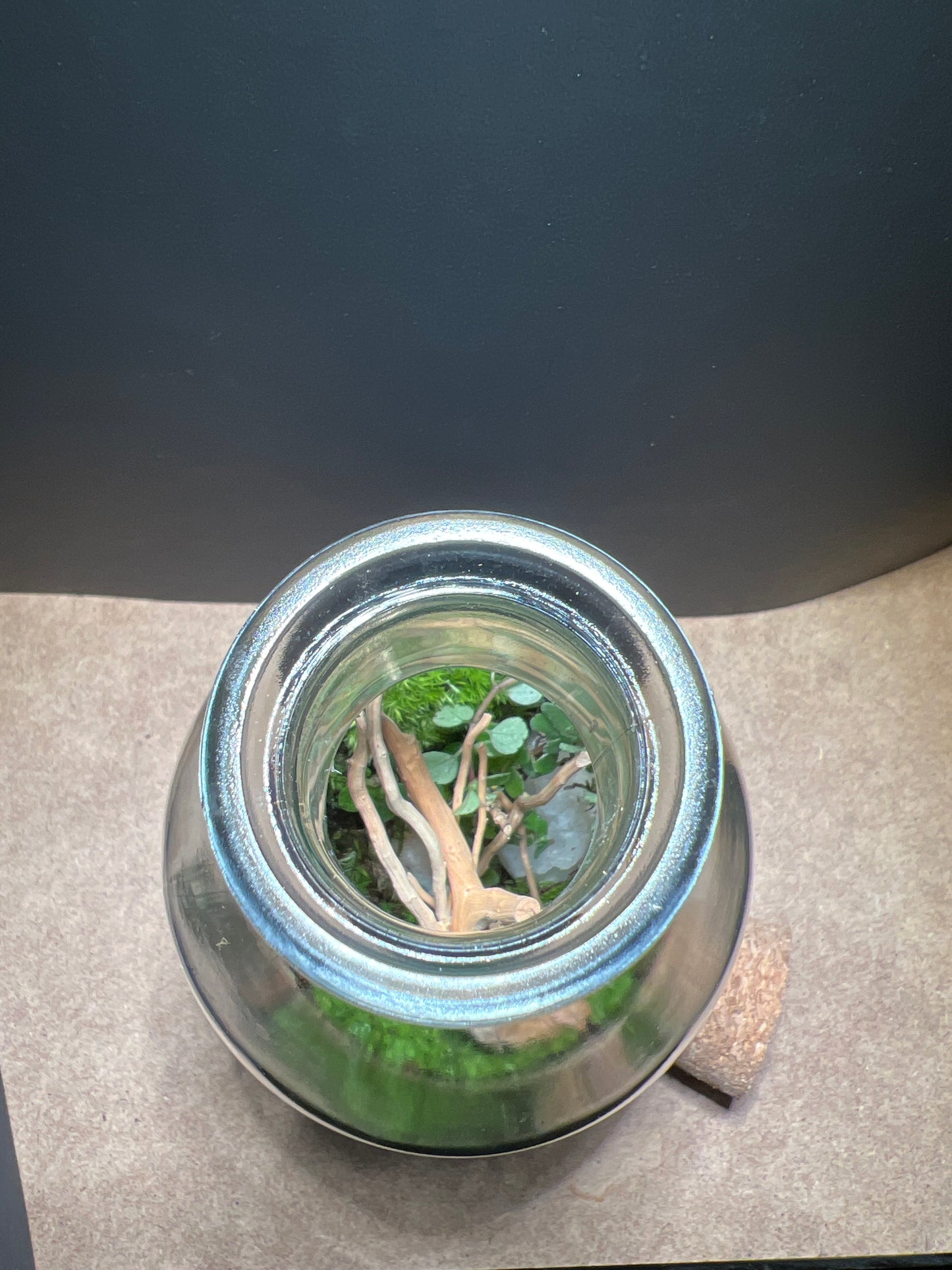Terrarium 422