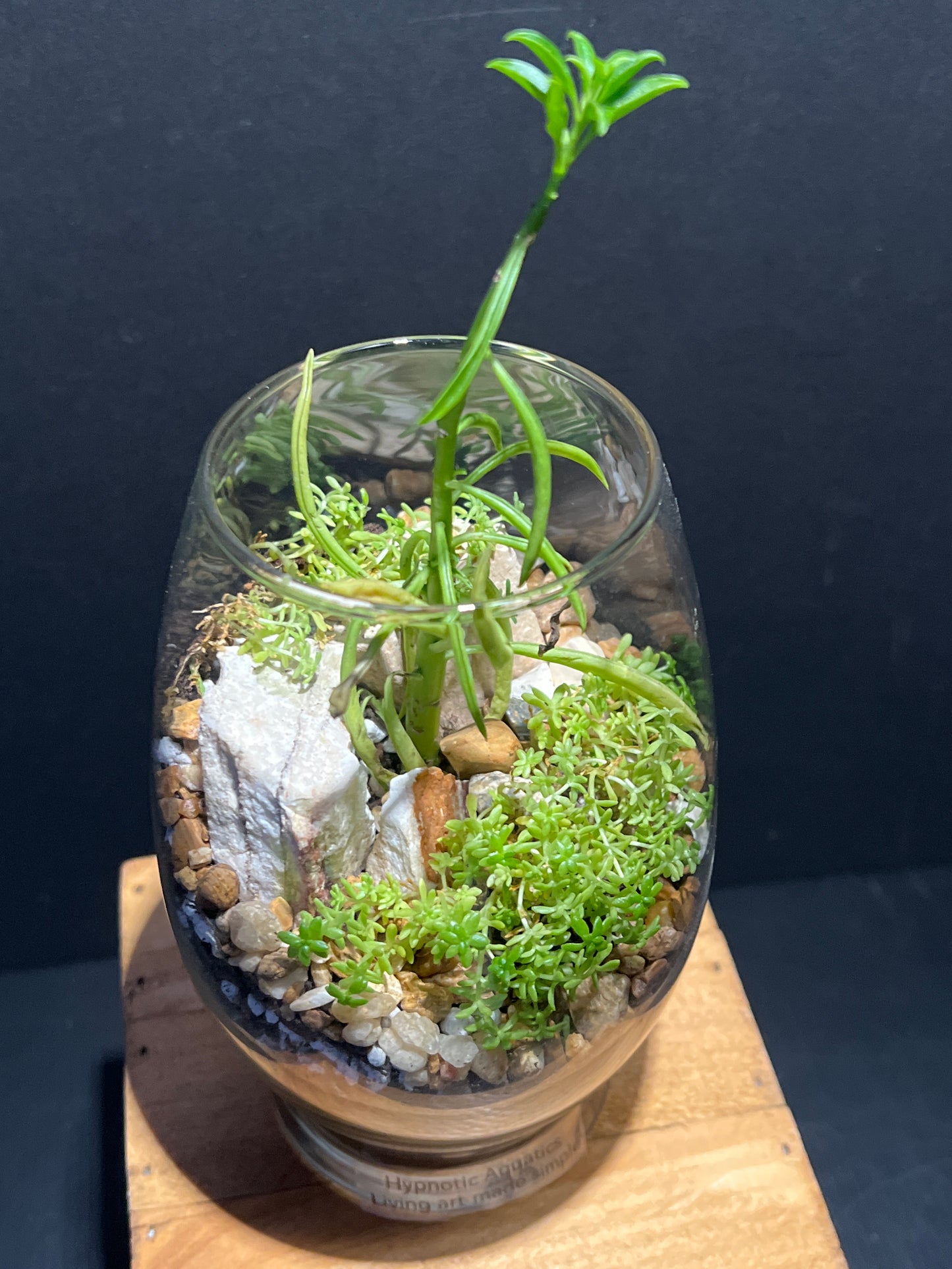 Terrarium #147