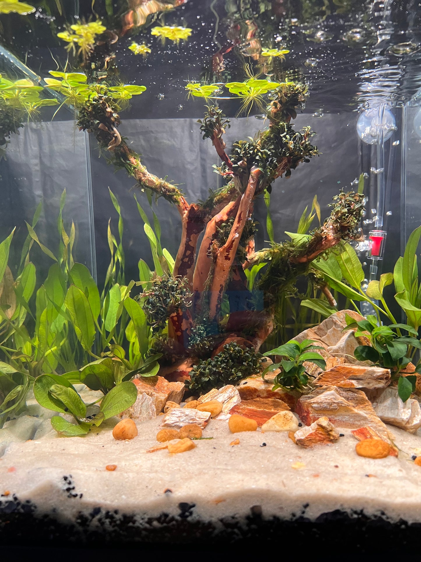 Nano Aquarium: Fallen