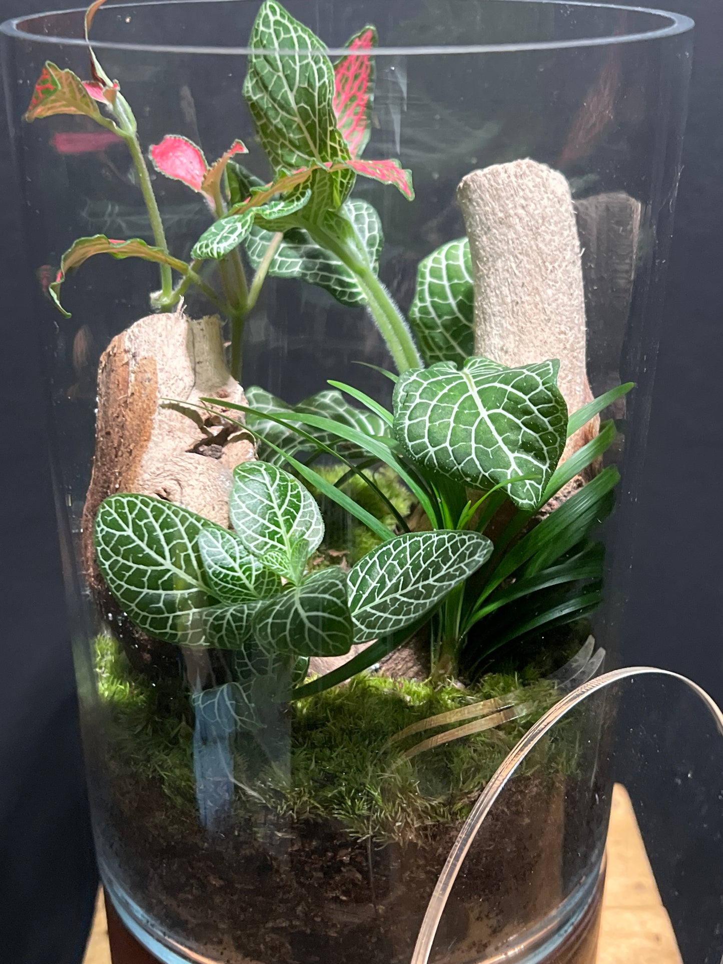 Terrarium #126