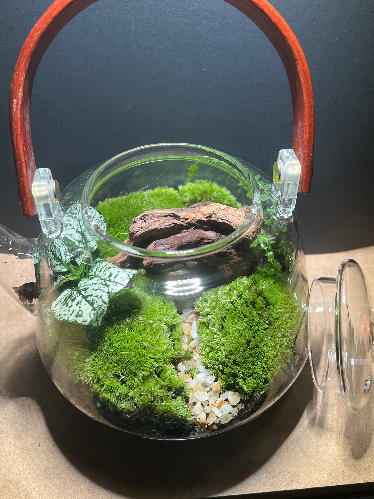 Terrarium 446