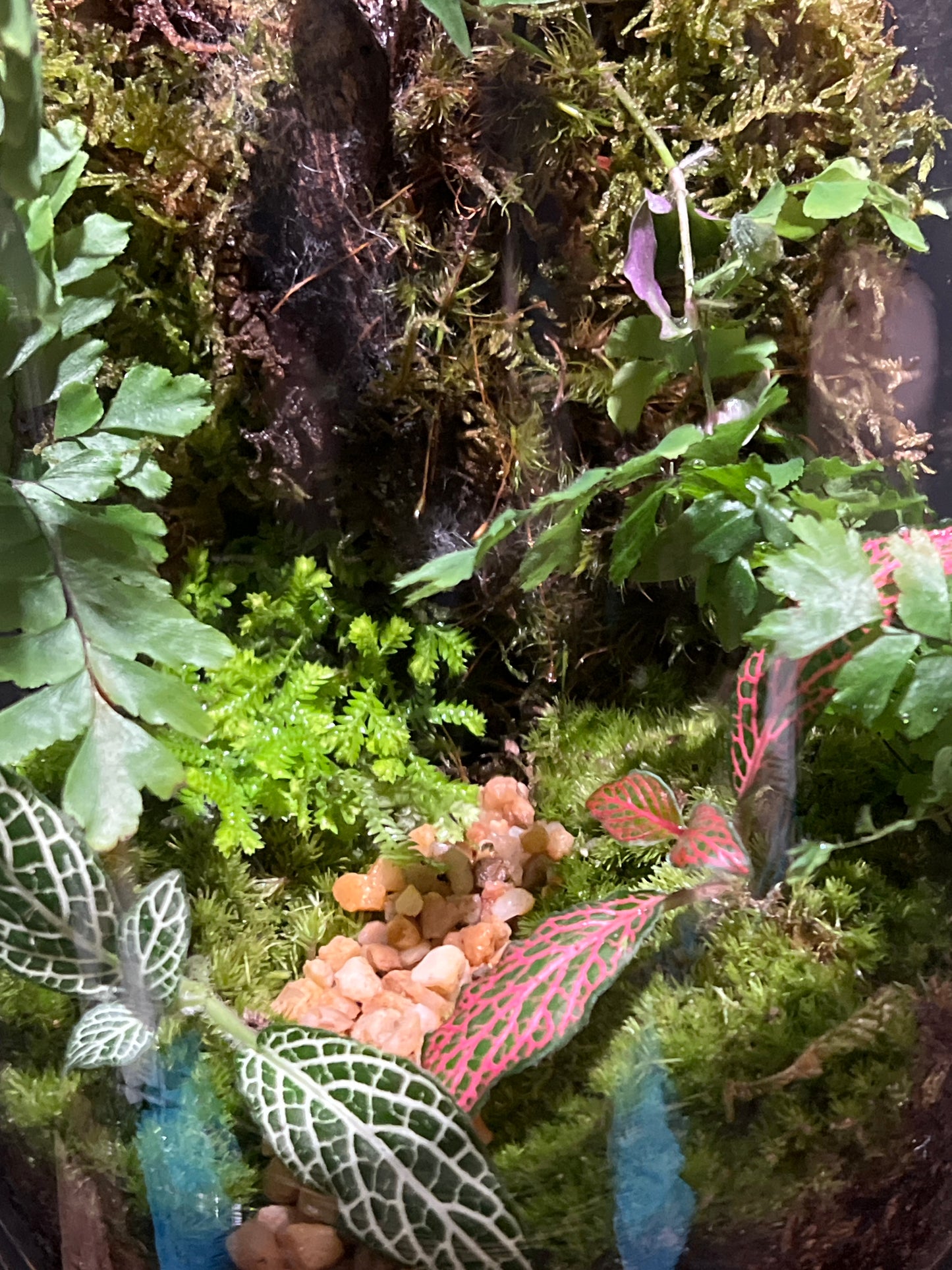 Terrarium 182