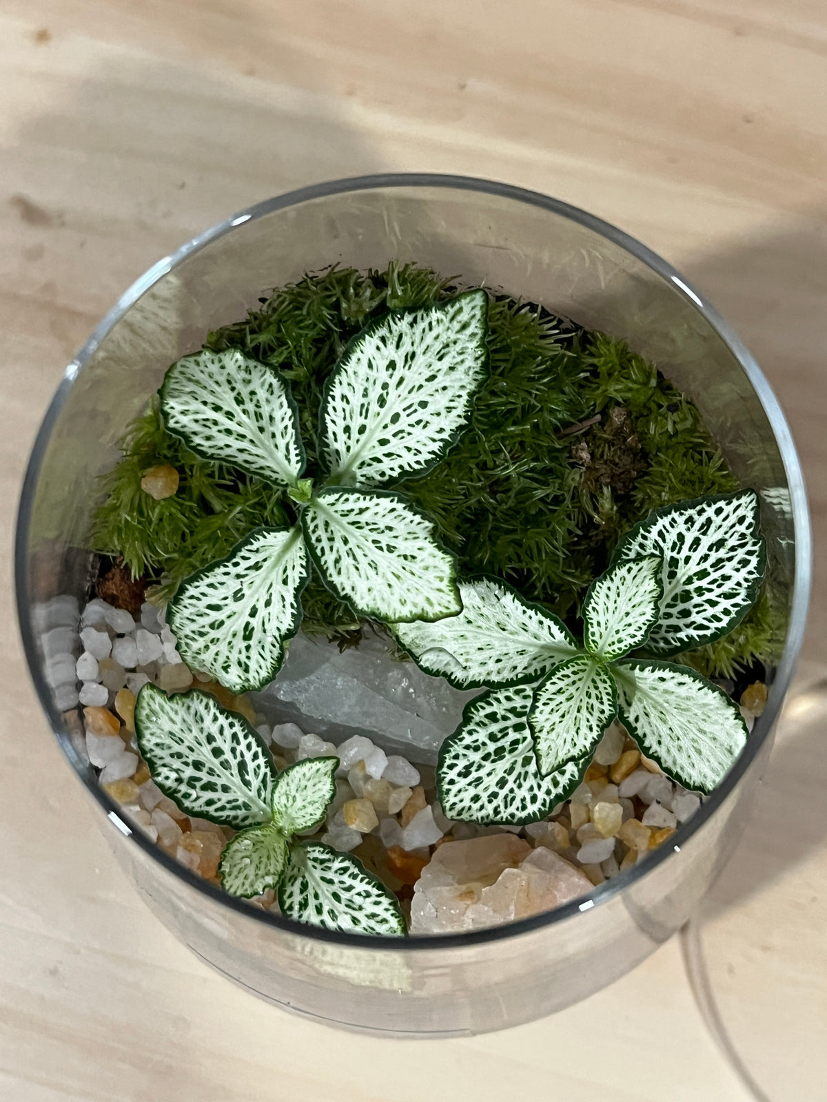 Terrarium 994
