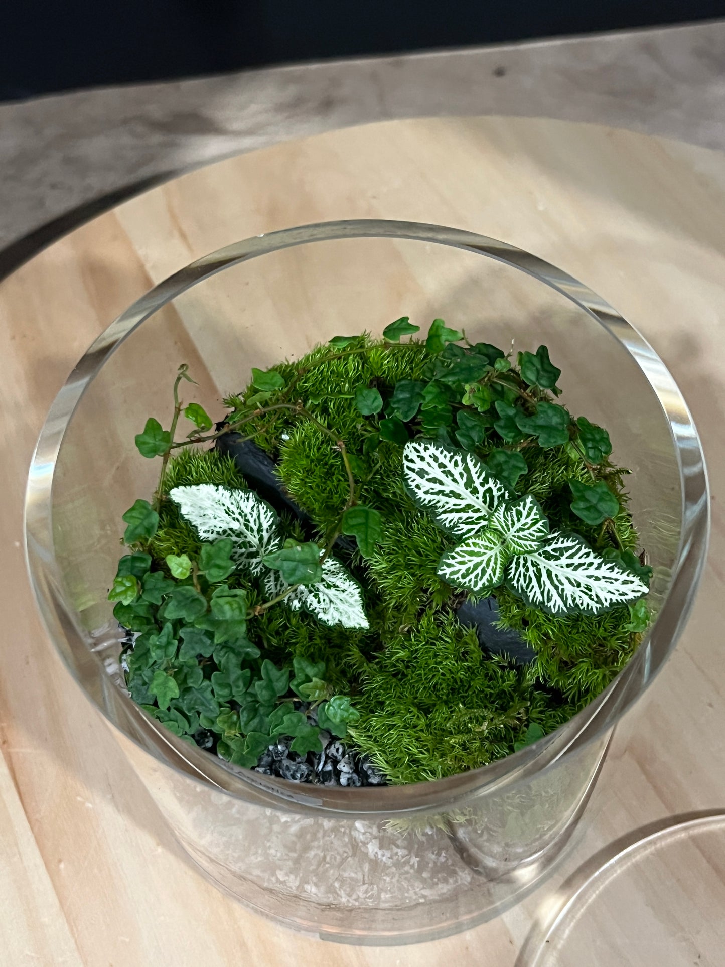 Terrarium 908