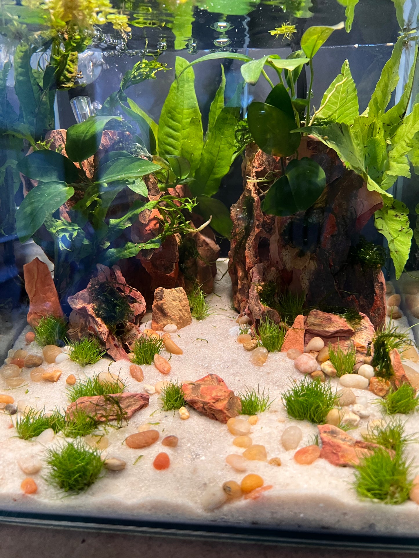 Nano Aquarium: Twin Peaks