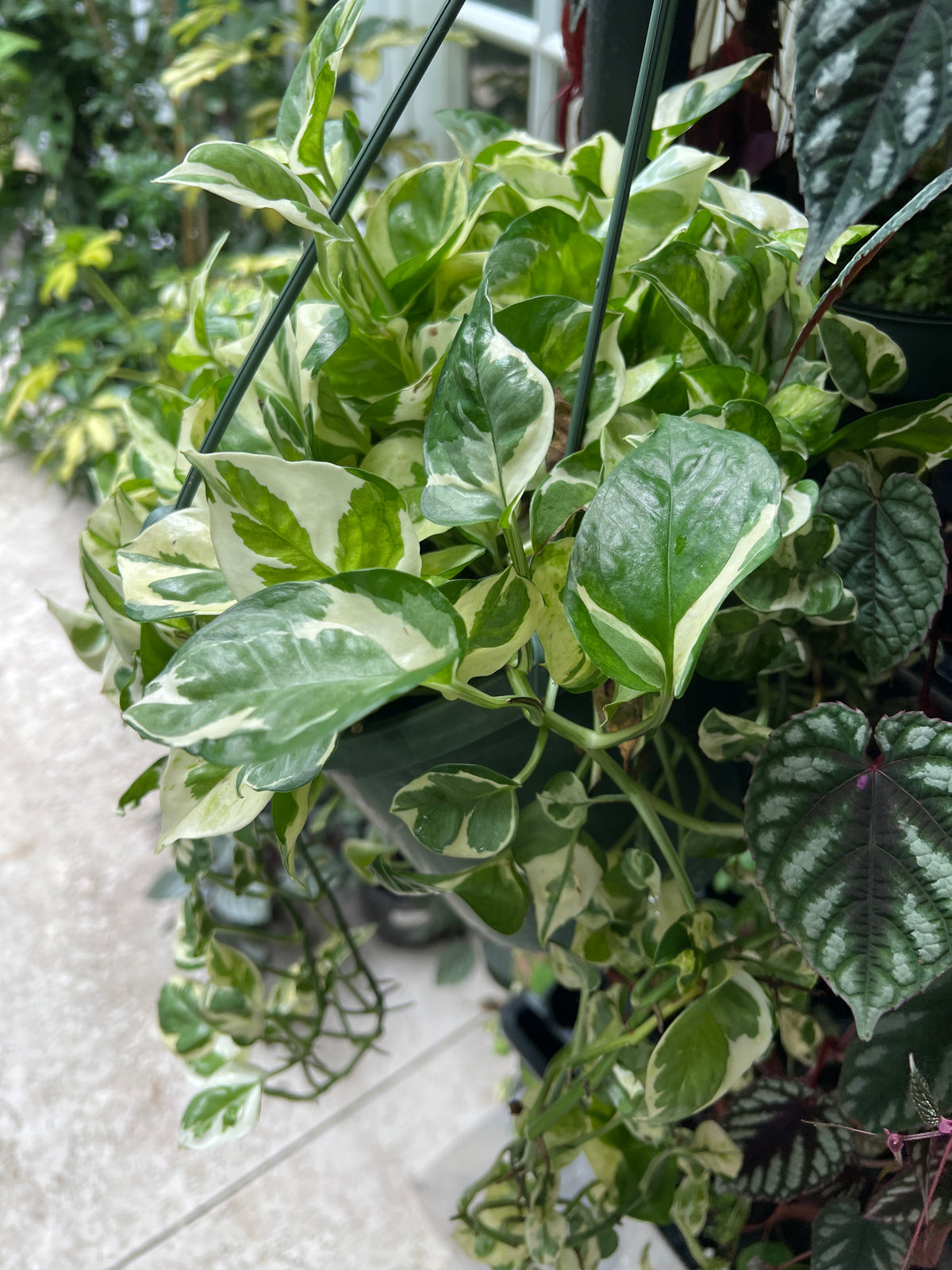 Live Plants: Variegated Pothos N Joy