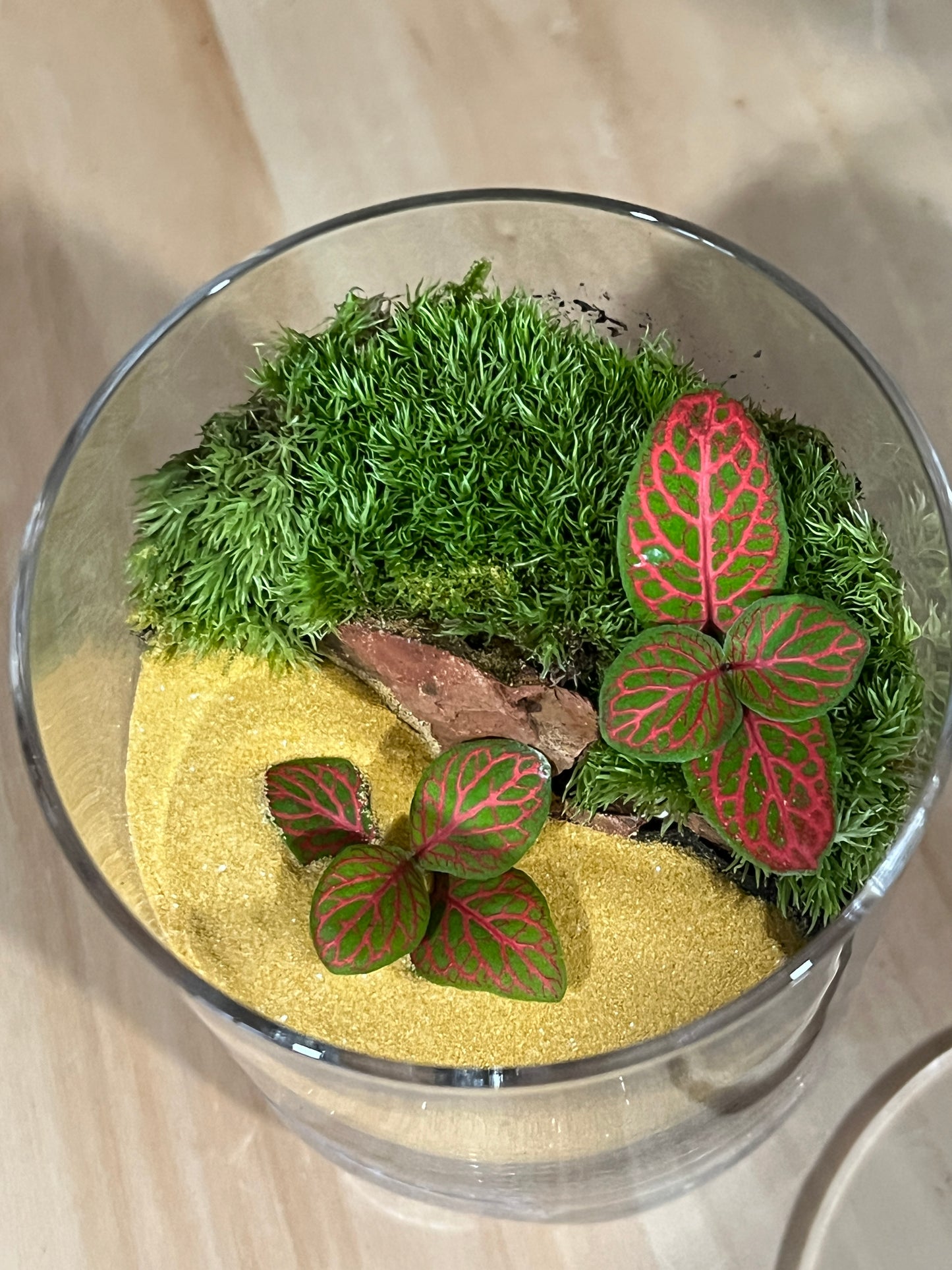 Terrarium 912