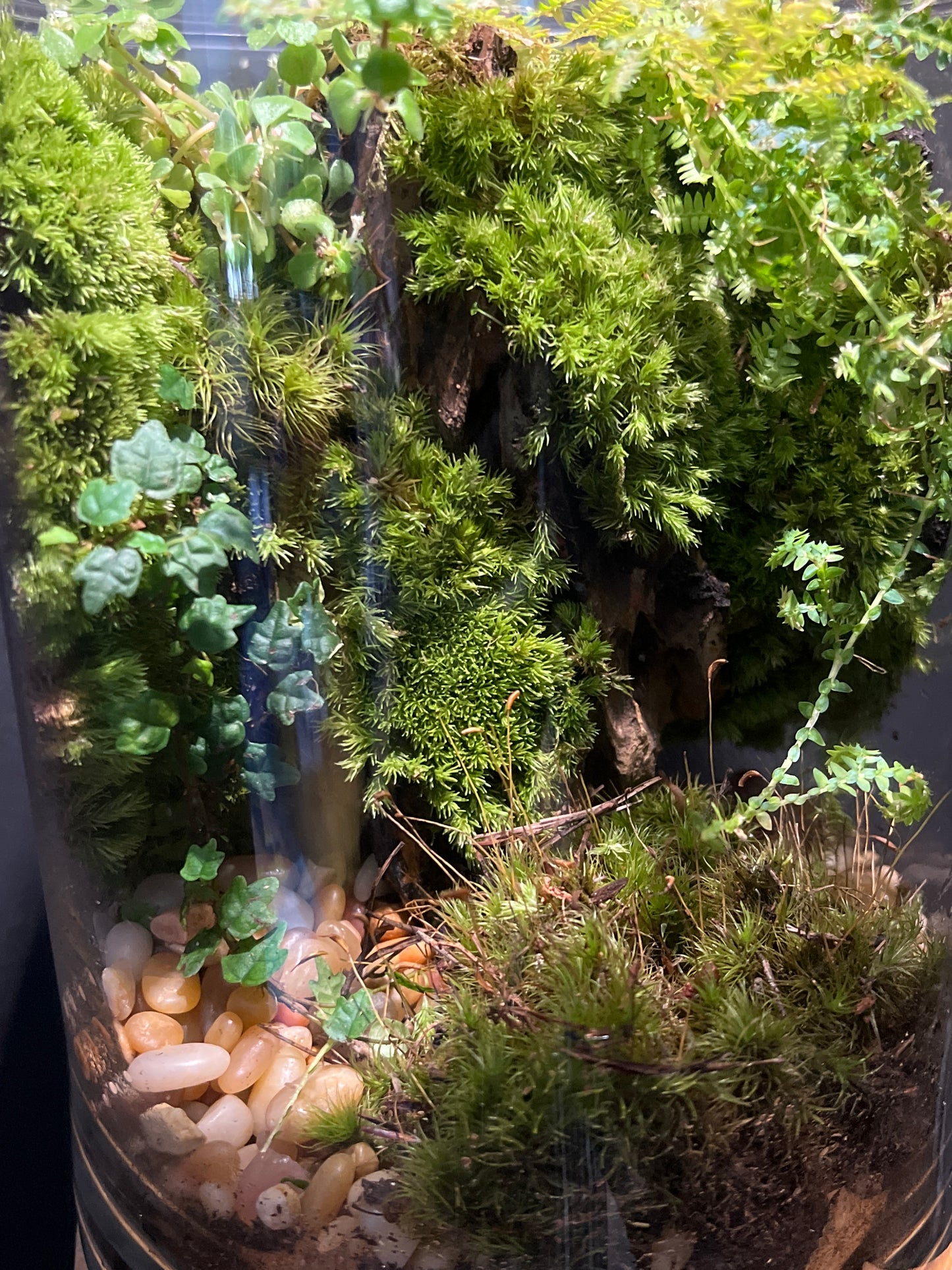 Terrarium #114